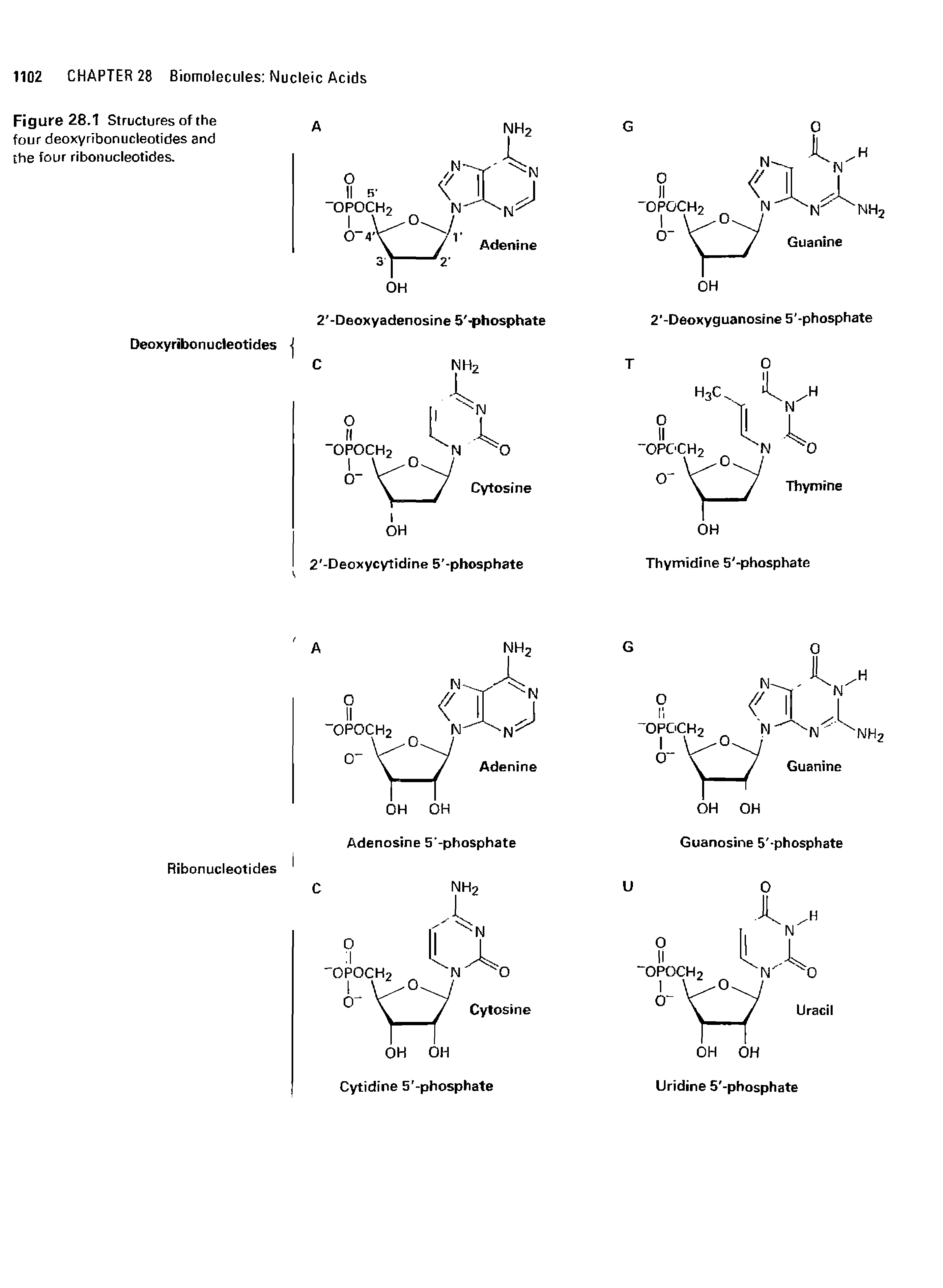 Figure 28.1 Structures of the four deoxyribonucleotides and the four ribonucleotides.