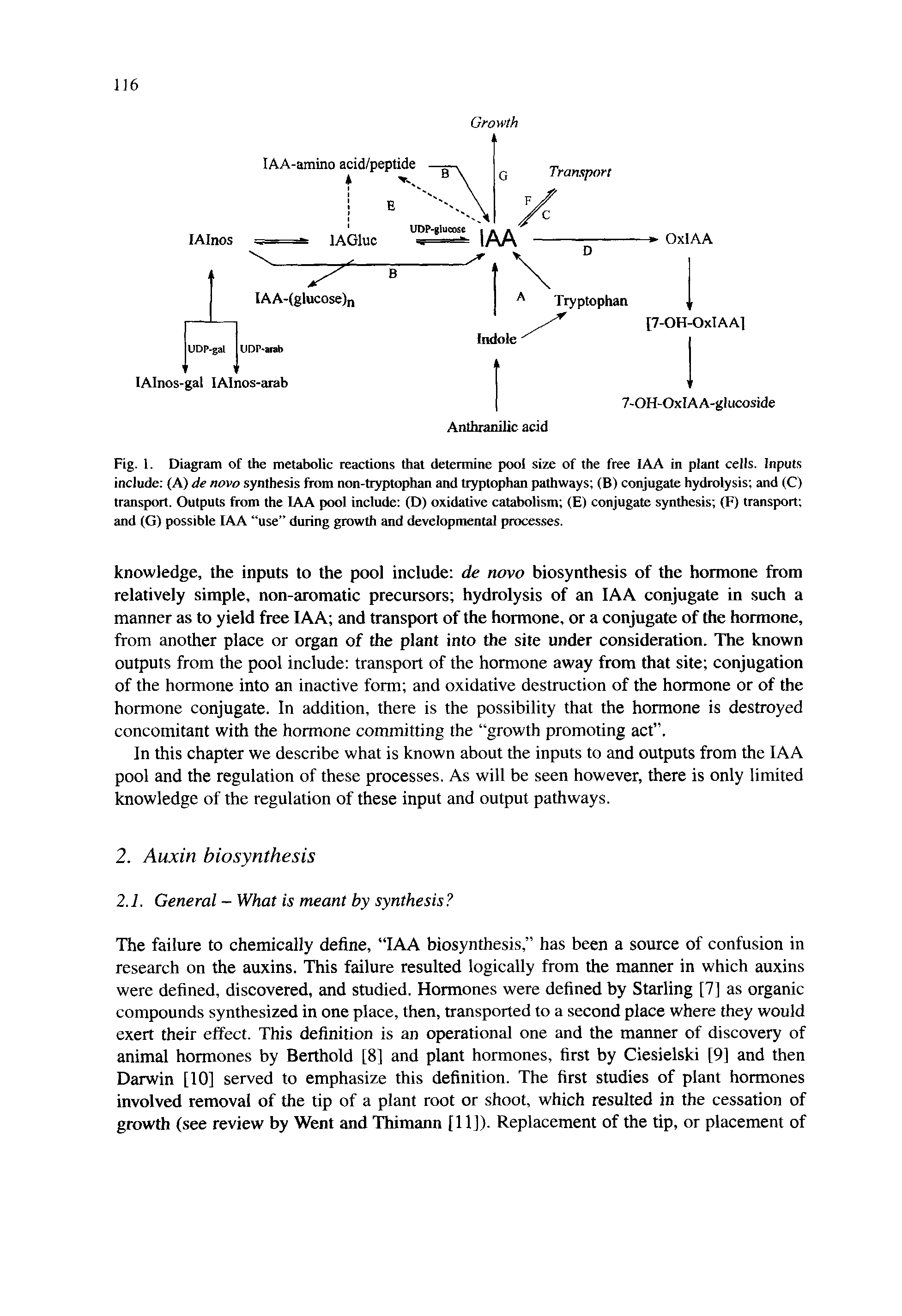 Fig. 1. Diagram of the metabolic reactions that determine pool size of the free lAA in plant cells. Inputs include (A) de novo synthesis from non-tryptophan and tryptophan pathways (B) conjugate hydrolysis and (C) transport. Outputs from the lAA pool inelude (D) oxidative catabolism (E) conjugate synthesis (F) transport and (G) possible lAA use during growth and developmental processes.