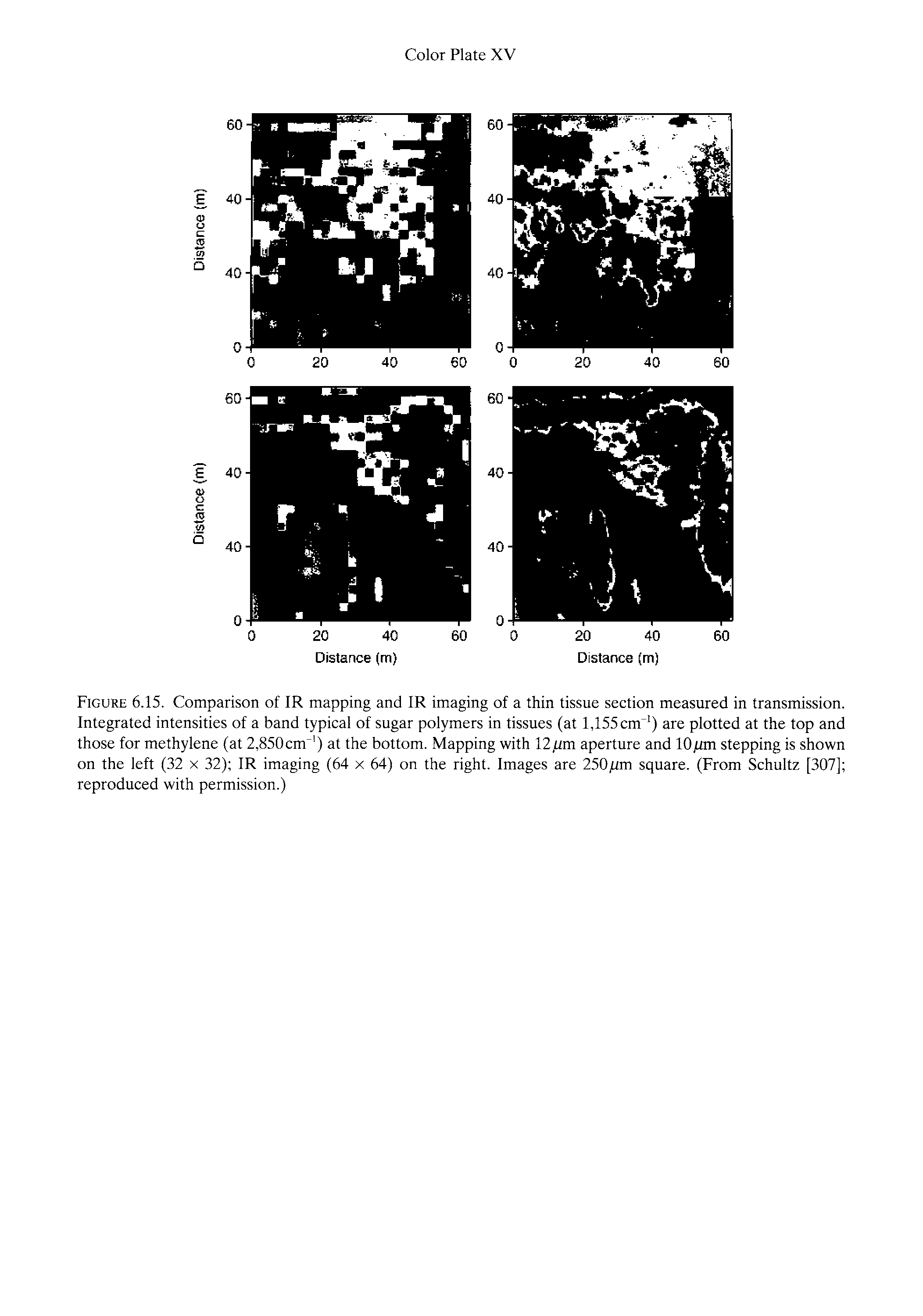 Figure 6.15. Comparison of IR mapping and IR imaging of a thin tissue section measured in transmission. Integrated intensities of a band typical of sugar polymers in tissues (at 1,155 cm ) are plotted at the top and those for methylene (at 2,850cm ) at the bottom. Mapping with 12 ttm aperture and lO/tm stepping is shown on the left (32 x 32) IR imaging (64 x 64) on the right. Images are 250/im square. (From Schultz [307] reproduced with permission.)...