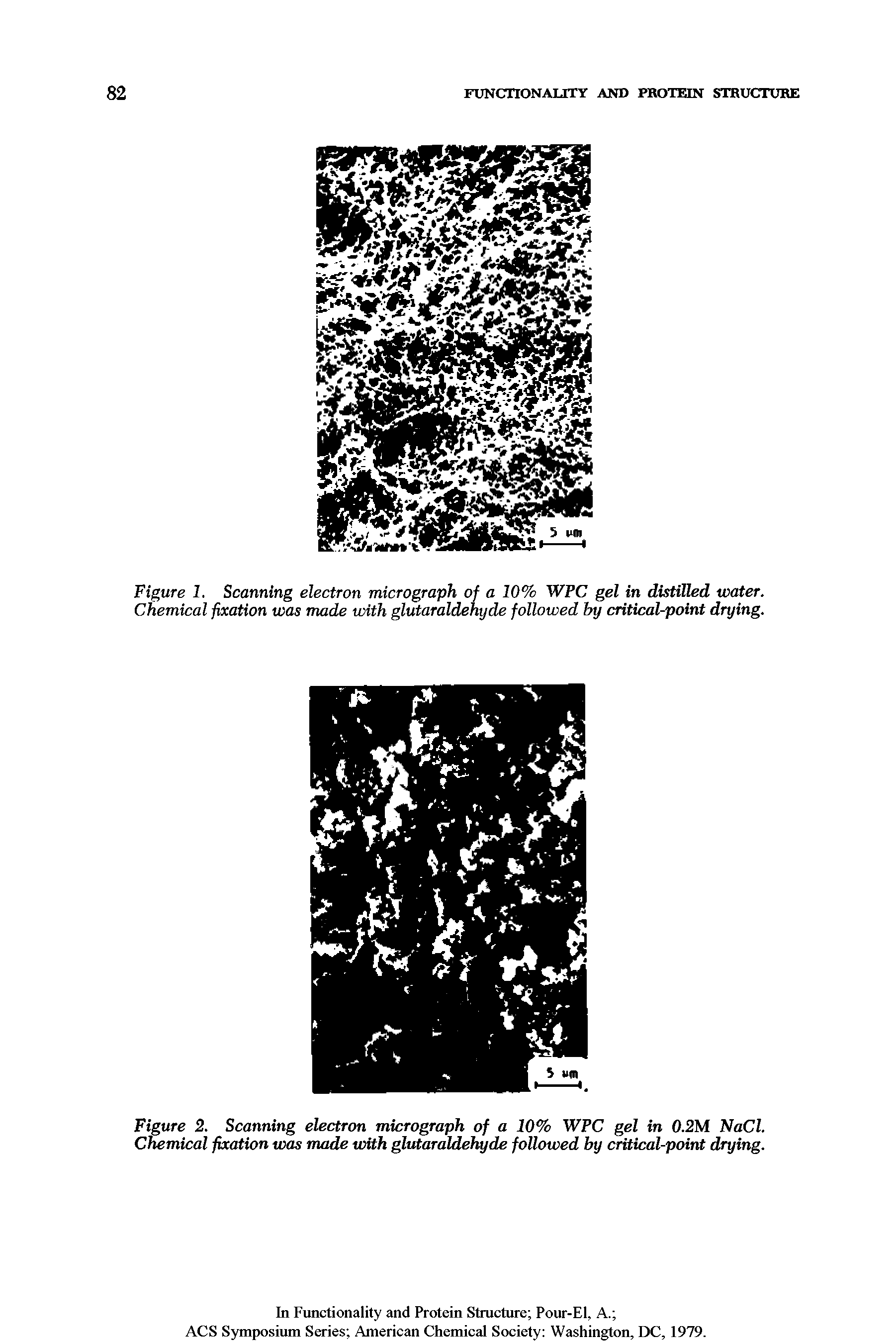 Figure 1. Scanning electron micrograph of a 10% WPC gel in distilled water. Chemical fixation was made with glutaraldehyde followed by critical-point drying.