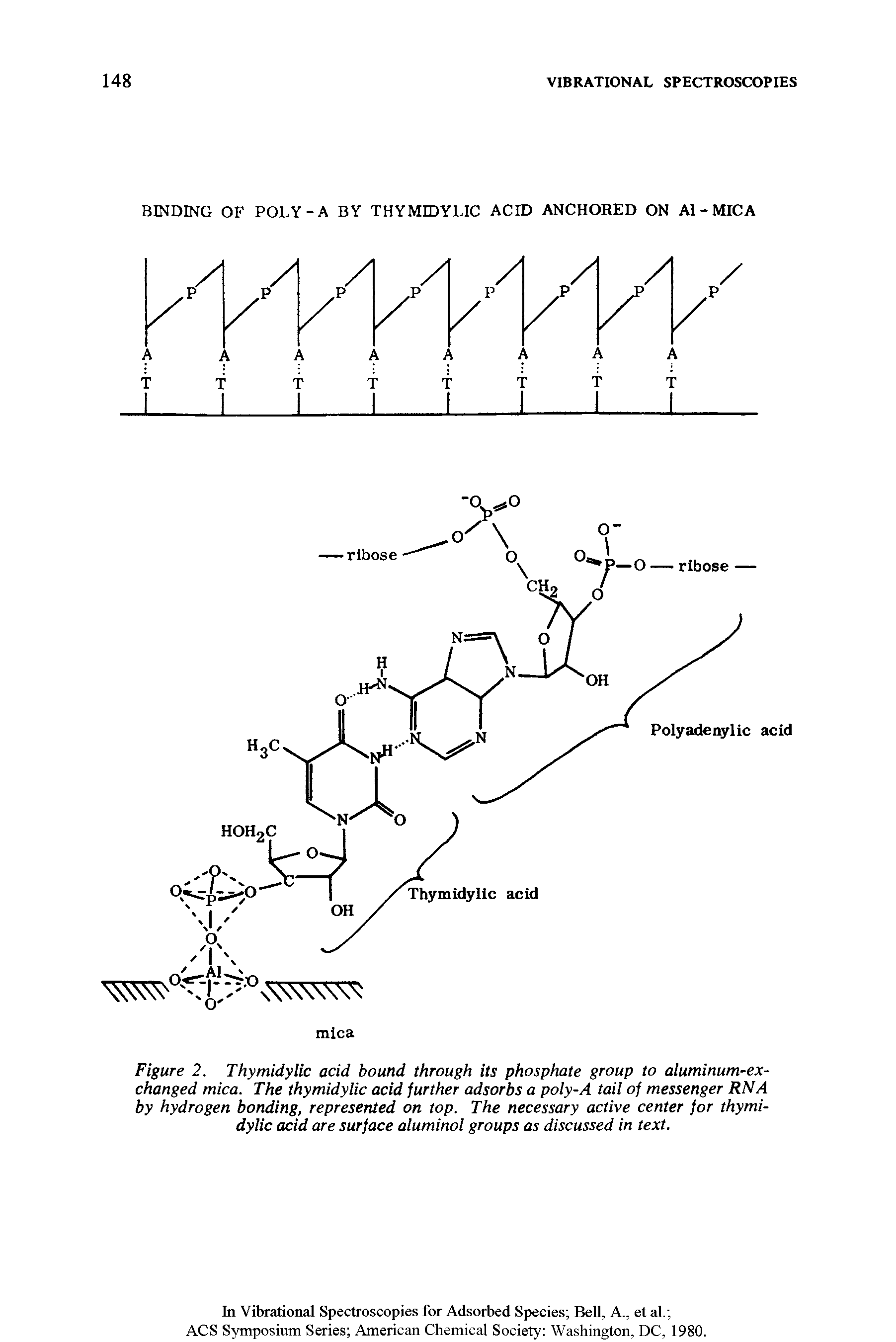 Figure 2. Thymidylic acid bound through its phosphate group to aluminum-exchanged mica. The thymidylic acid further adsorbs a poly-A tail of messenger RNA by hydrogen bonding, represented on top. The necessary active center for thymidylic acid are surface aluminol groups as discussed in text.