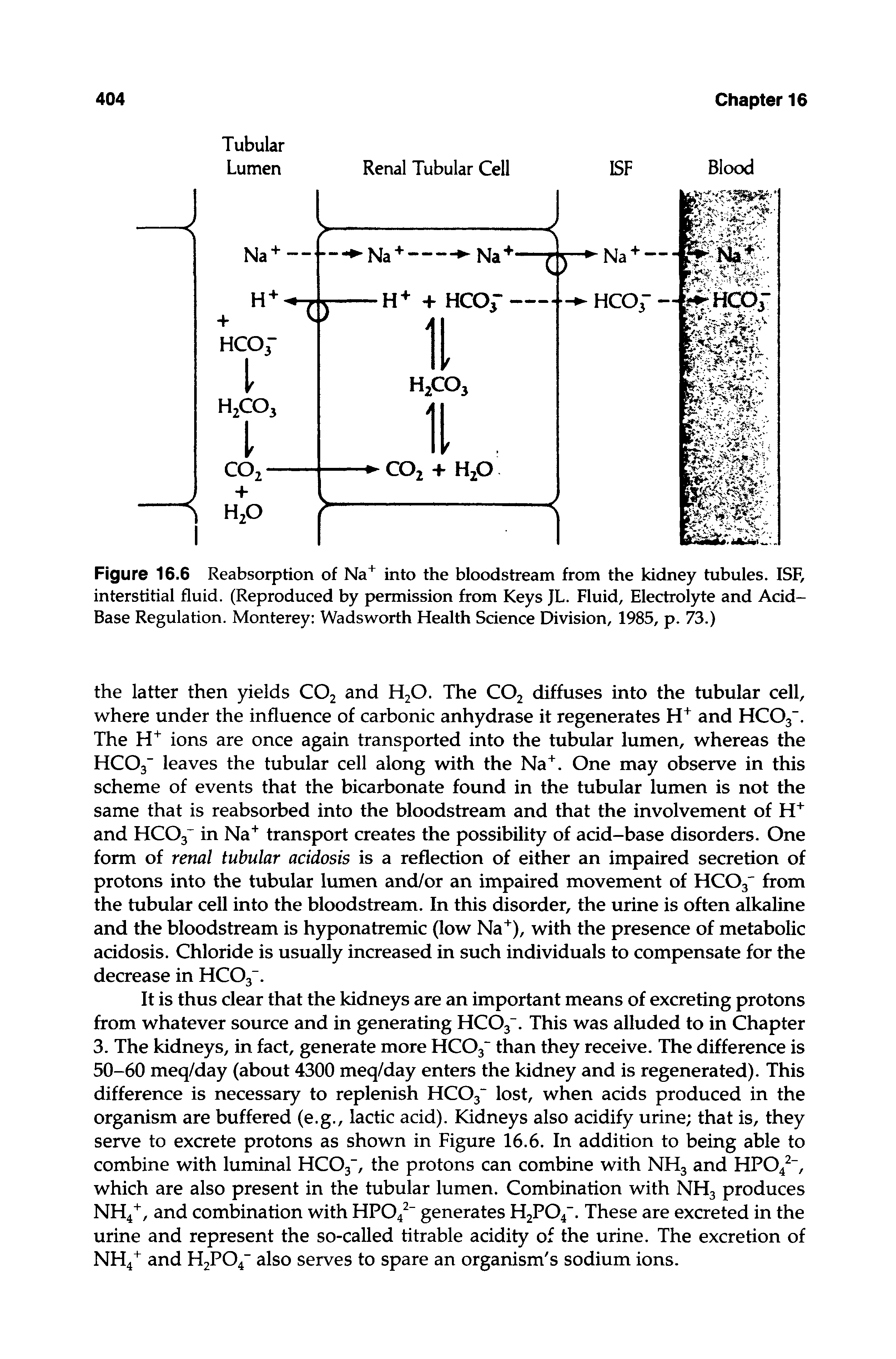 Figure 16.6 Reabsorption of Na+ into the bloodstream from the kidney tubules. ISF, interstitial fluid. (Reproduced by permission from Keys JL. Fluid, Electrolyte and Acid-Base Regulation. Monterey Wadsworth Health Science Division, 1985, p. 73.)...