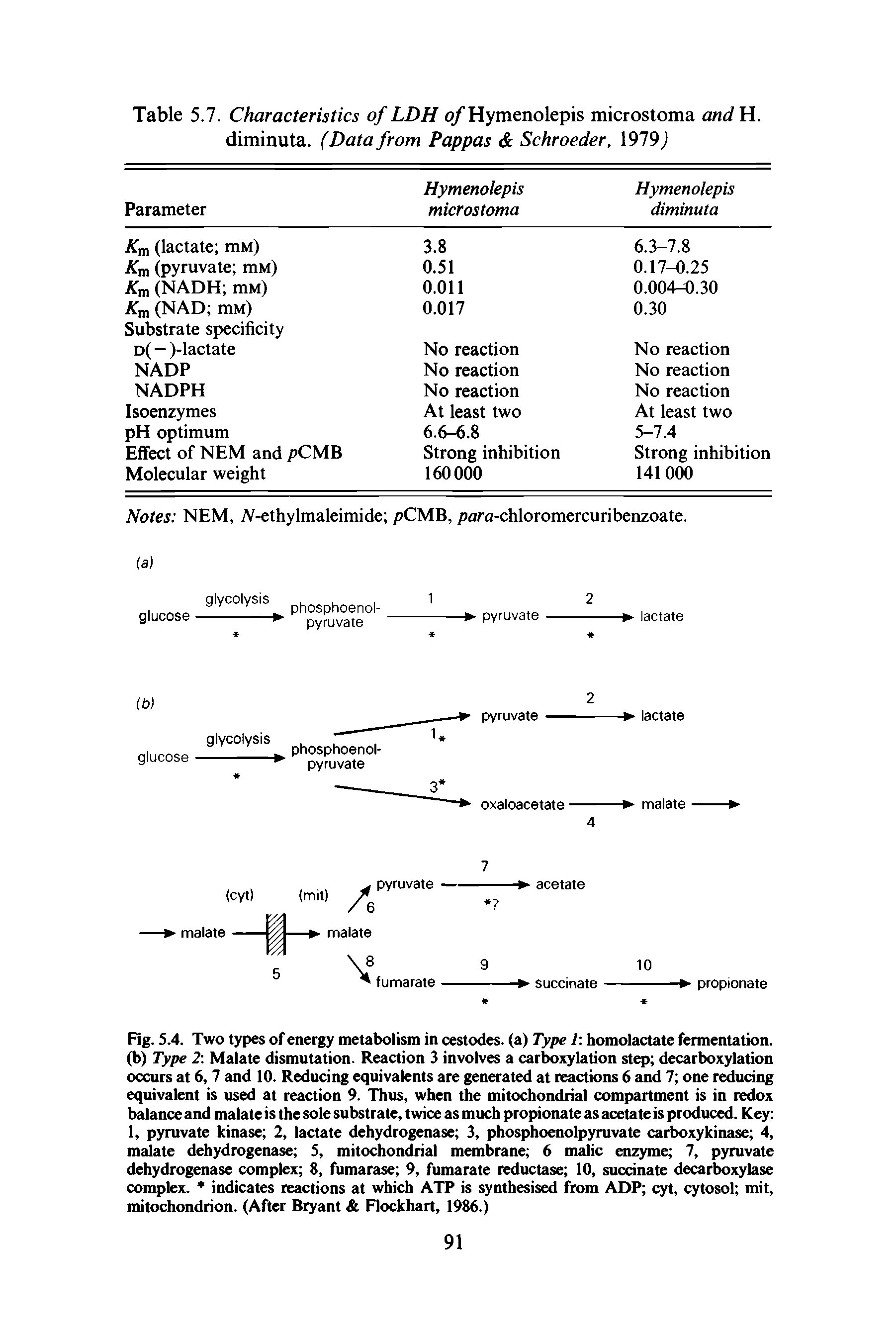 Fig. 5.4. Two types of energy metabolism in cestodes. (a) Type 1 homolactate fermentation, (b) Type 2 Malate dismutation. Reaction 3 involves a carboxylation step decarboxylation occurs at 6, 7 and 10. Reducing equivalents are generated at reactions 6 and 7 one reducing equivalent is used at reaction 9. Thus, when the mitochondrial compartment is in redox balance and malate is the sole substrate, twice as much propionate as acetate is produced. Key 1, pyruvate kinase 2, lactate dehydrogenase 3, phosphoenolpyruvate carboxykinase 4, malate dehydrogenase 5, mitochondrial membrane 6 malic enzyme 7, pyruvate dehydrogenase complex 8, fumarase 9, fumarate reductase 10, succinate decarboxylase complex. indicates reactions at which ATP is synthesised from ADP cyt, cytosol mit, mitochondrion. (After Bryant Flockhart, 1986.)...