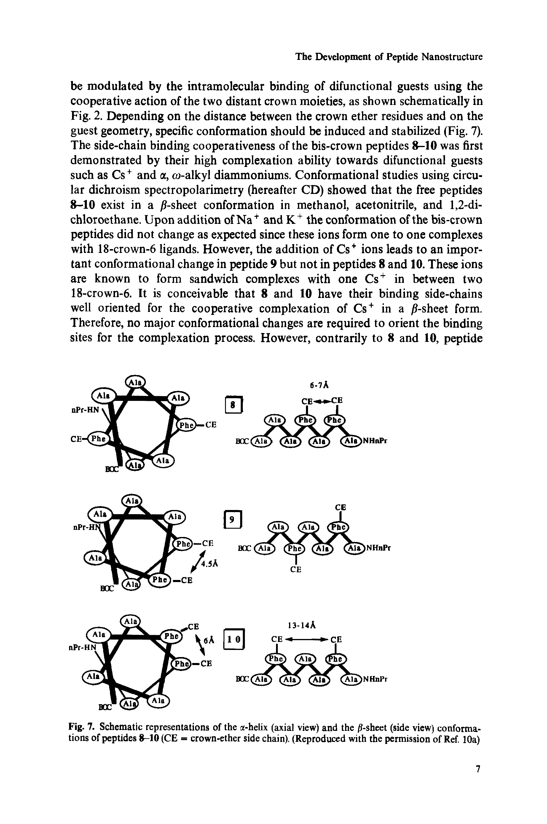 Fig. 7. Schematic representations of the a-helix (axial view) and the /J-sheet (side view) conformations of peptides 8-10 (CE = crown-ether side chain). (Reproduced with the permission of Ref, 10a)...