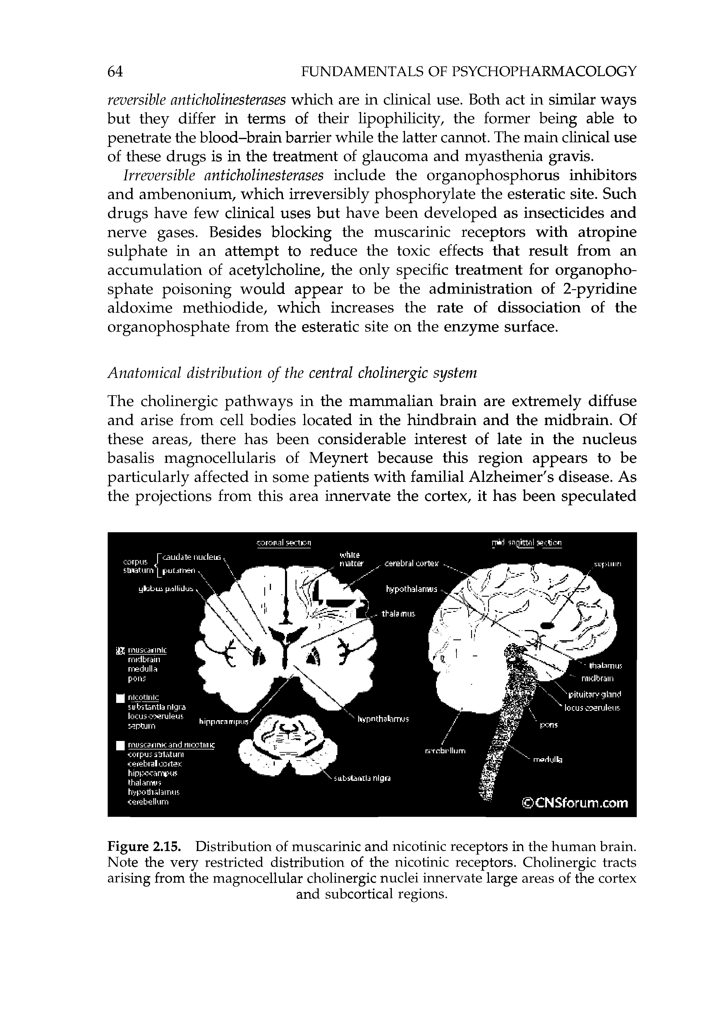 Figure 2.15. Distribution of muscarinic and nicotinic receptors in the human brain. Note the very restricted distribution of the nicotinic receptors. Cholinergic tracts arising from the magnocellular cholinergic nuclei innervate large areas of the cortex...