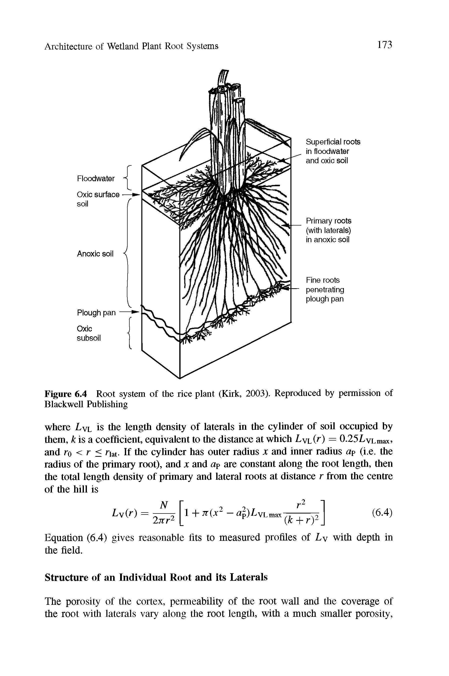 Figure 6.4 Root system of the rice plant (Kirk, 2003). Reproduced by permission of Blackwell Publishing...