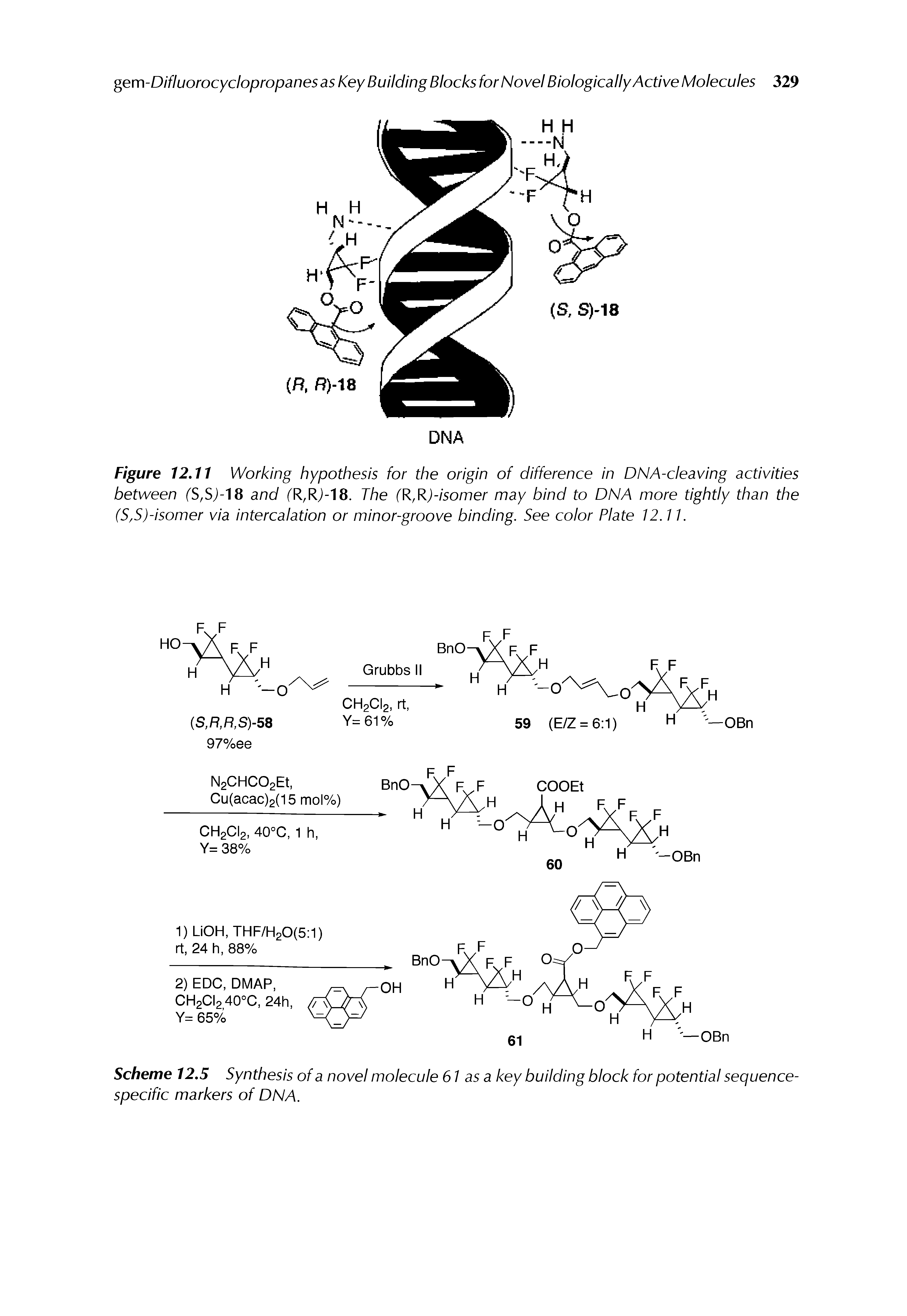 Scheme 12,5 Synthesis of a novel molecule 61 as a key building block for potential sequence-specific markers of DNA.