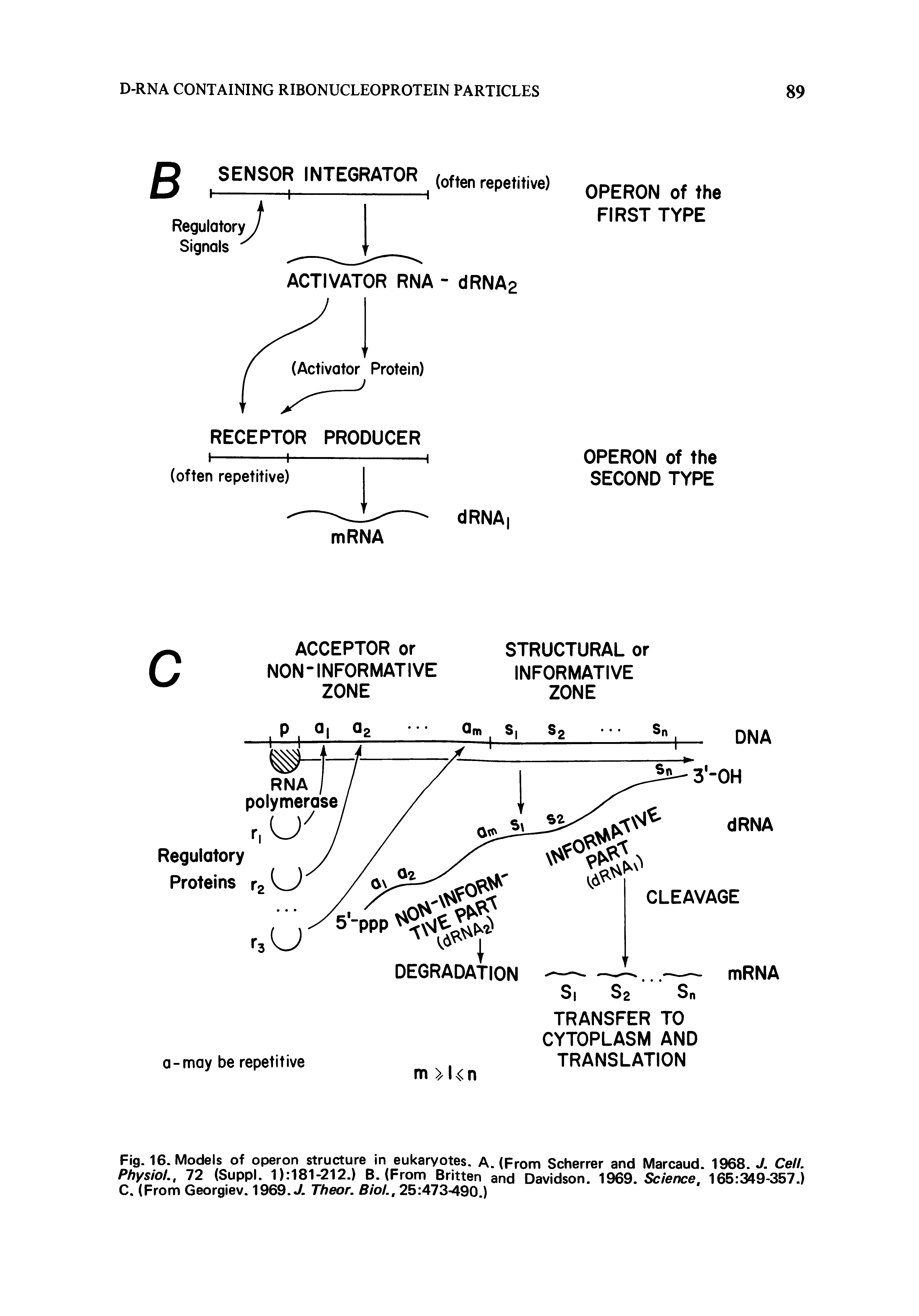 Fig. 16. Models of operon structure in eukaryotes. A. (From Scherrer and Marcaud. 1968. J. Cell. Physio ., 72 (Suppl. 1) 181-212.) B. (From Britten and Davidson. 1969. Sb/e/ice, 165 349-357.) C. (From Georgiev. 1969. J. Theor. S/o/., 25 473-490.)...