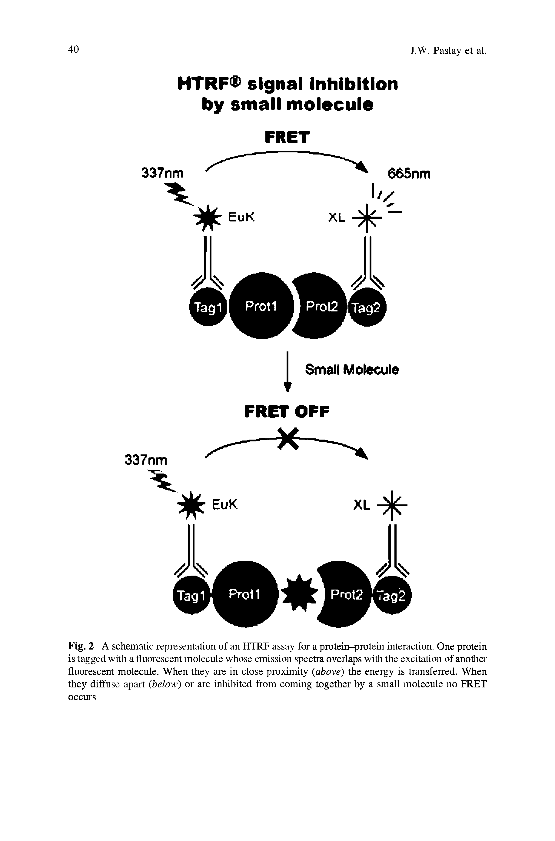 Fig. 2 A schematic representation of an HTRF assay for a protein-protein interaction. One protein is tagged with a fluorescent molecule whose emission spectra overlaps with the excitation of another fluorescent molecule. When they are in close proximity (above) the energy is transferred. When they diffuse apart (below) or are inhibited from coming together by a small molecule no FRET occurs...