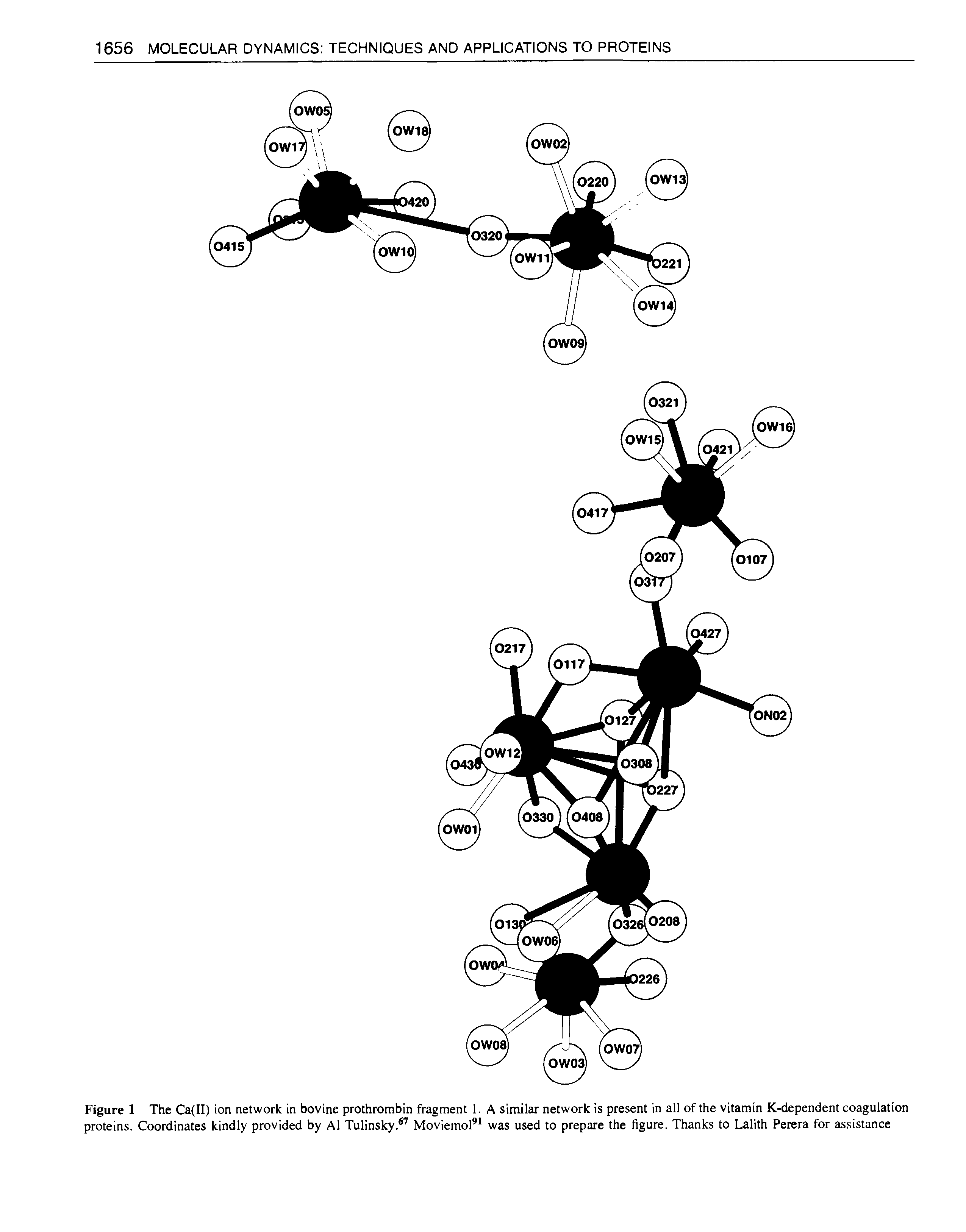 Figure 1 The Ca(II) ion network in bovine prothrombin fragment 1. A similar network is present in all of the vitamin K-dependent coagulation proteins. Coordinates kindly provided by A1 Tulinsky. Moviemol was used to prepare the figure. Thanks to Lallth Perera for assistance...