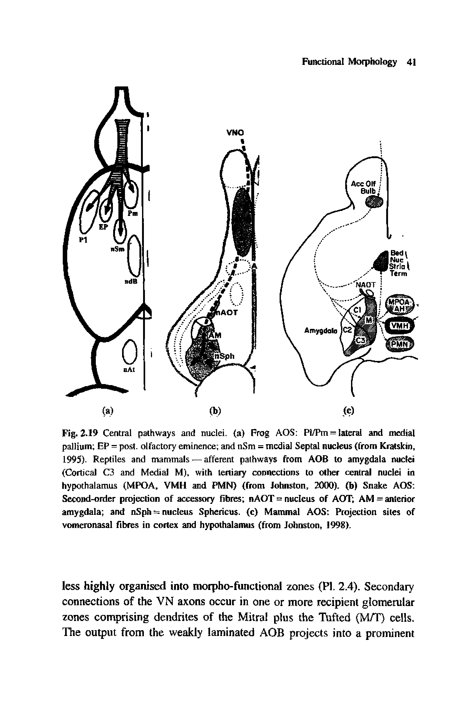 Fig. 2.19 Central pathways and nuclei, (a) Frog AOS Pl/Pm = lateral and medial pallium EP = post, olfactory eminence and nSm = medial Septal nucleus (from Kratskin, 1995). Reptiles and mammals-—afferent pathways from AOB to amygdala nuclei (Cortical C3 and Medial M), with tertiary connections to other central nuclei in hypothalamus (MPOA, VMH and PMN) (from Johnston, 2000). (b) Snake AOS Second-order projection of accessory fibres nAOT - nucleus of AOT AM = anterior amygdala and nSph = nucleus Sphericus. (c) Mammal AOS Projection sites of vomeronasal fibres in cortex and hypothalamus (from Johnston, 1998).