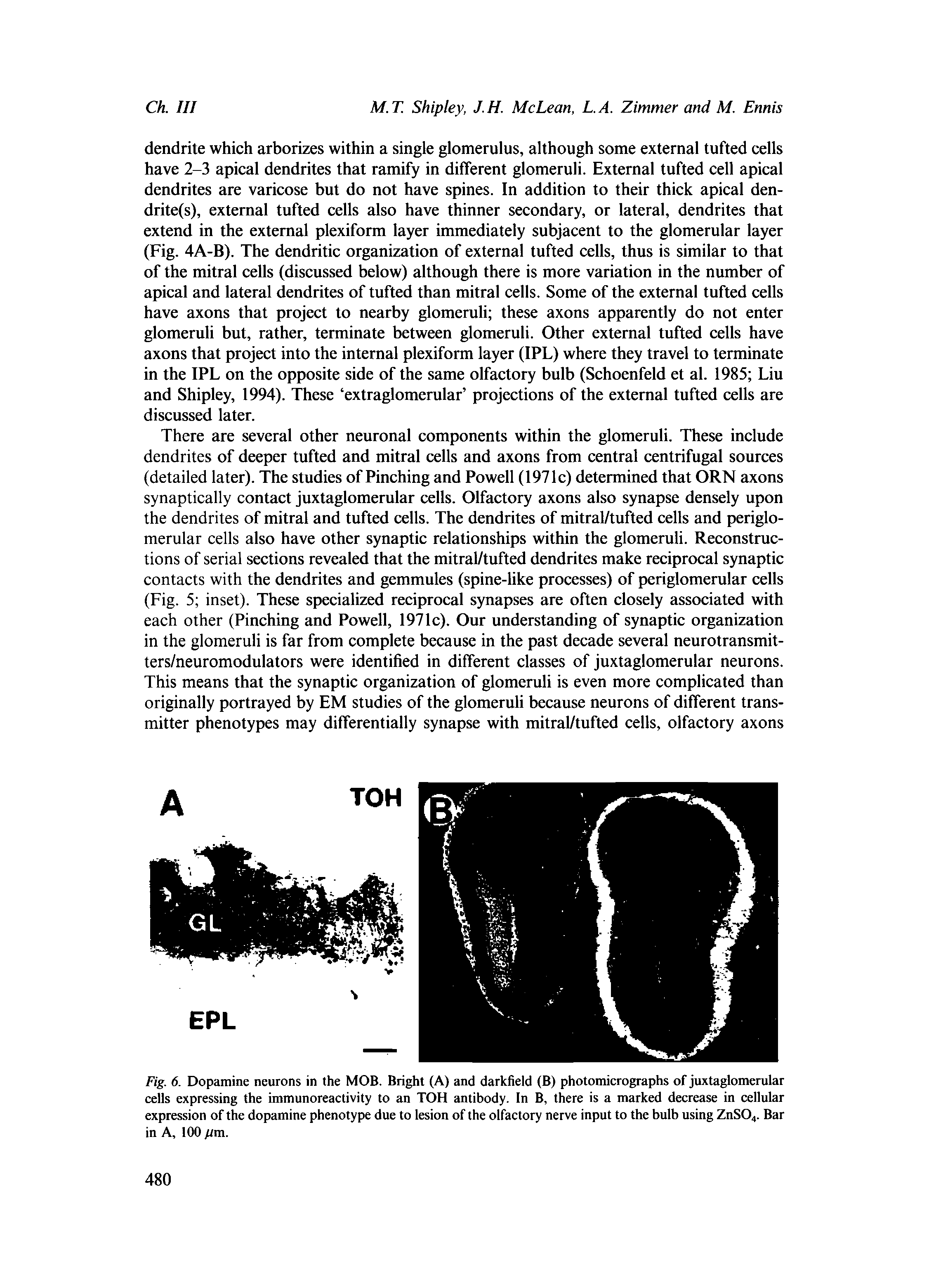 Fig. 6. Dopamine neurons in the MOB. Bright (A) and darkfield (B) photomierographs of juxtaglomerular cells expressing the immunoreactivity to an TOH antibody. In B, there is a marked decrease in cellular expression of the dopamine phenotype due to lesion of the olfactory nerve input to the bulb using ZnS04. Bar in A, 100 pm.