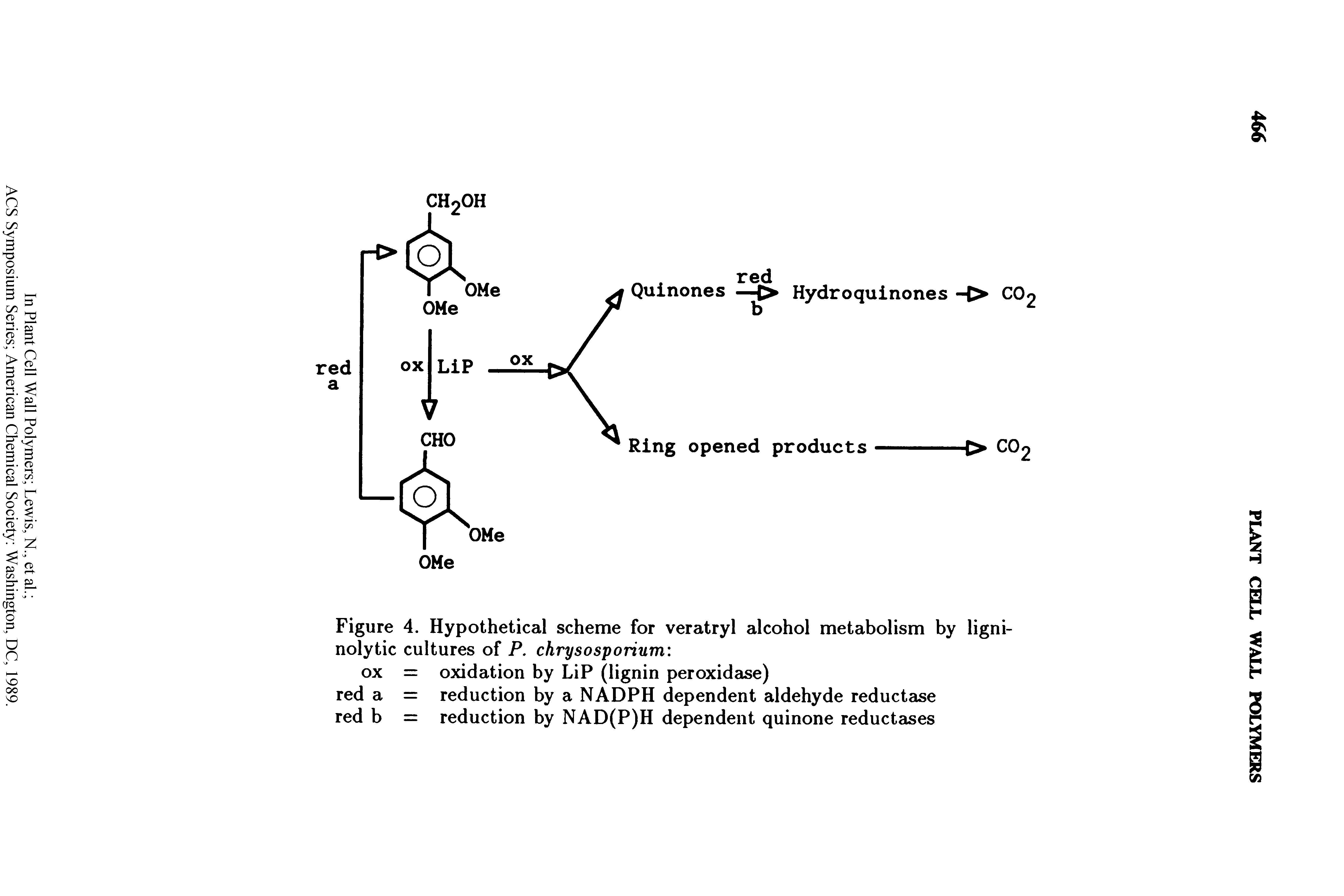 Figure 4. Hypothetical scheme for veratryl alcohol metabolism by ligni-nolytic cultures of P. chrysosporium ...