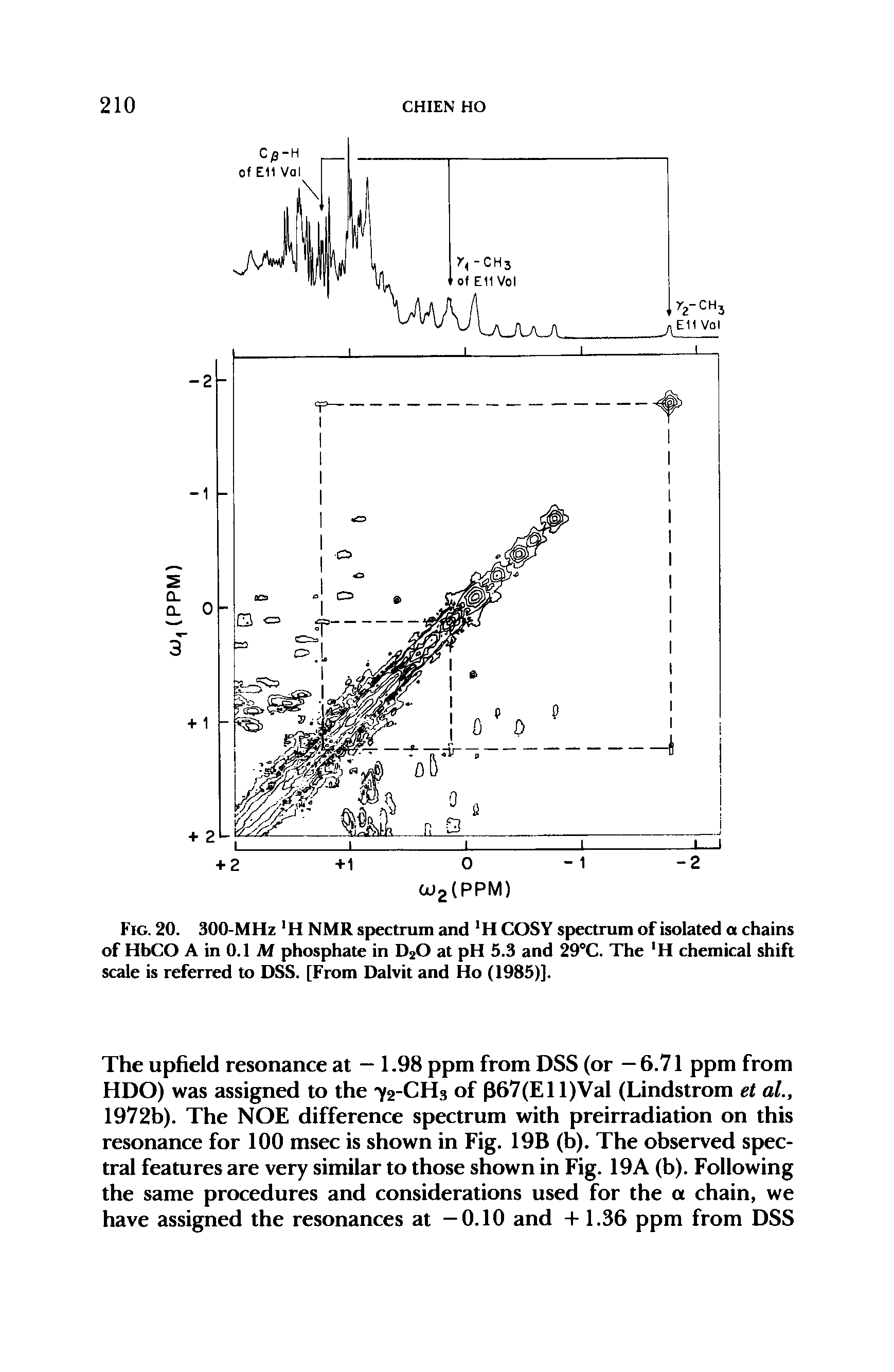 Fig. 20. 300-MHz H NMR spectrum and H COSY spectrum of isolated a chains of HbCO A in 0.1 Af phosphate in D20 at pH 5.3 and 29°C. The H chemical shift scale is referred to DSS. [From Dalvit and Ho (1985)].