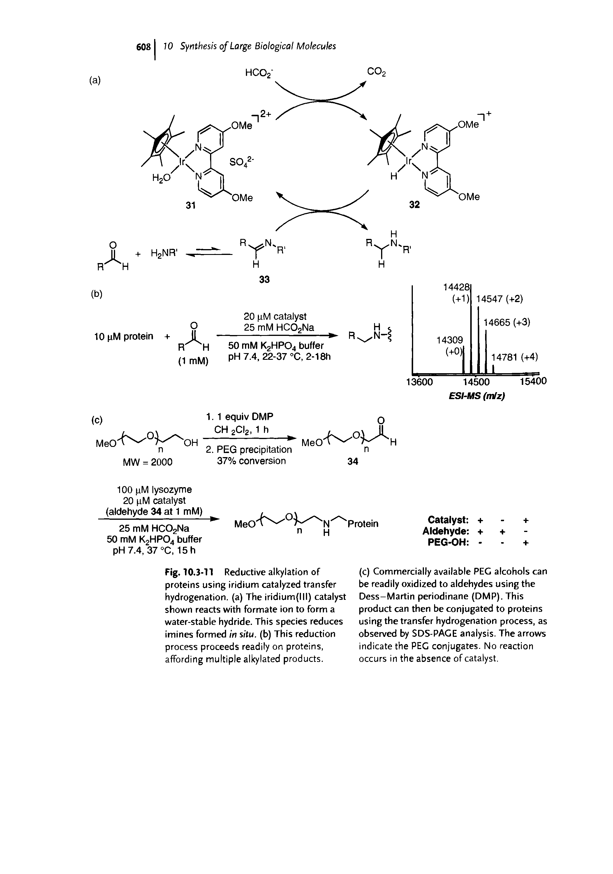 Fig. 10.3-11 Reductive alkylation of proteins using iridium catalyzed transfer hydrogenation, (a) The iridium(lll) catalyst shown reacts with formate ion to form a water-stable hydride. This species reduces imines formed in situ, (b) This reduction process proceeds readily on proteins, affording multiple alkylated products.
