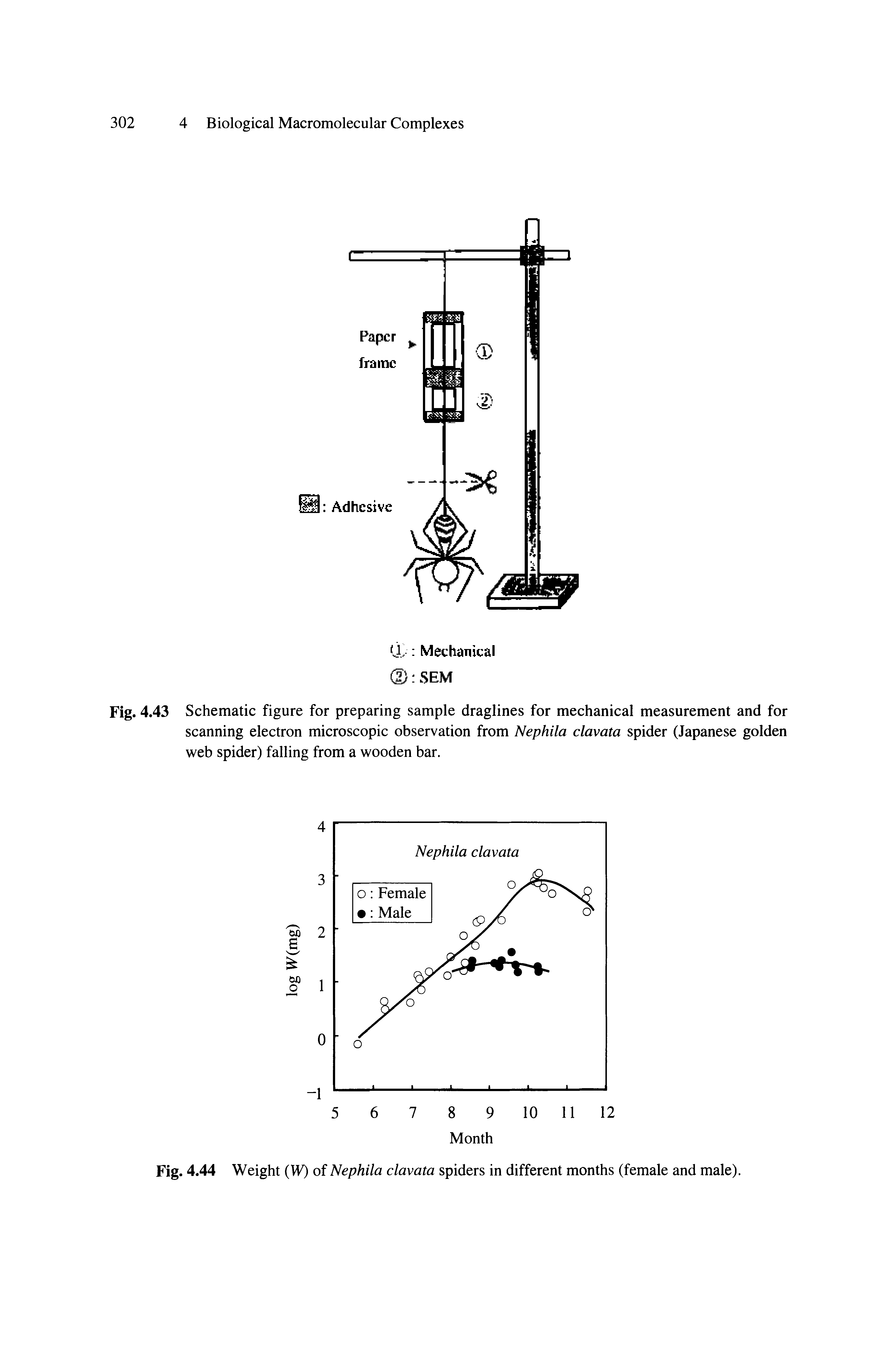 Fig. 4.43 Schematic figure for preparing sample draglines for mechanical measurement and for scanning electron microscopic observation from Nephila clavata spider (Japanese golden web spider) falling from a wooden bar.