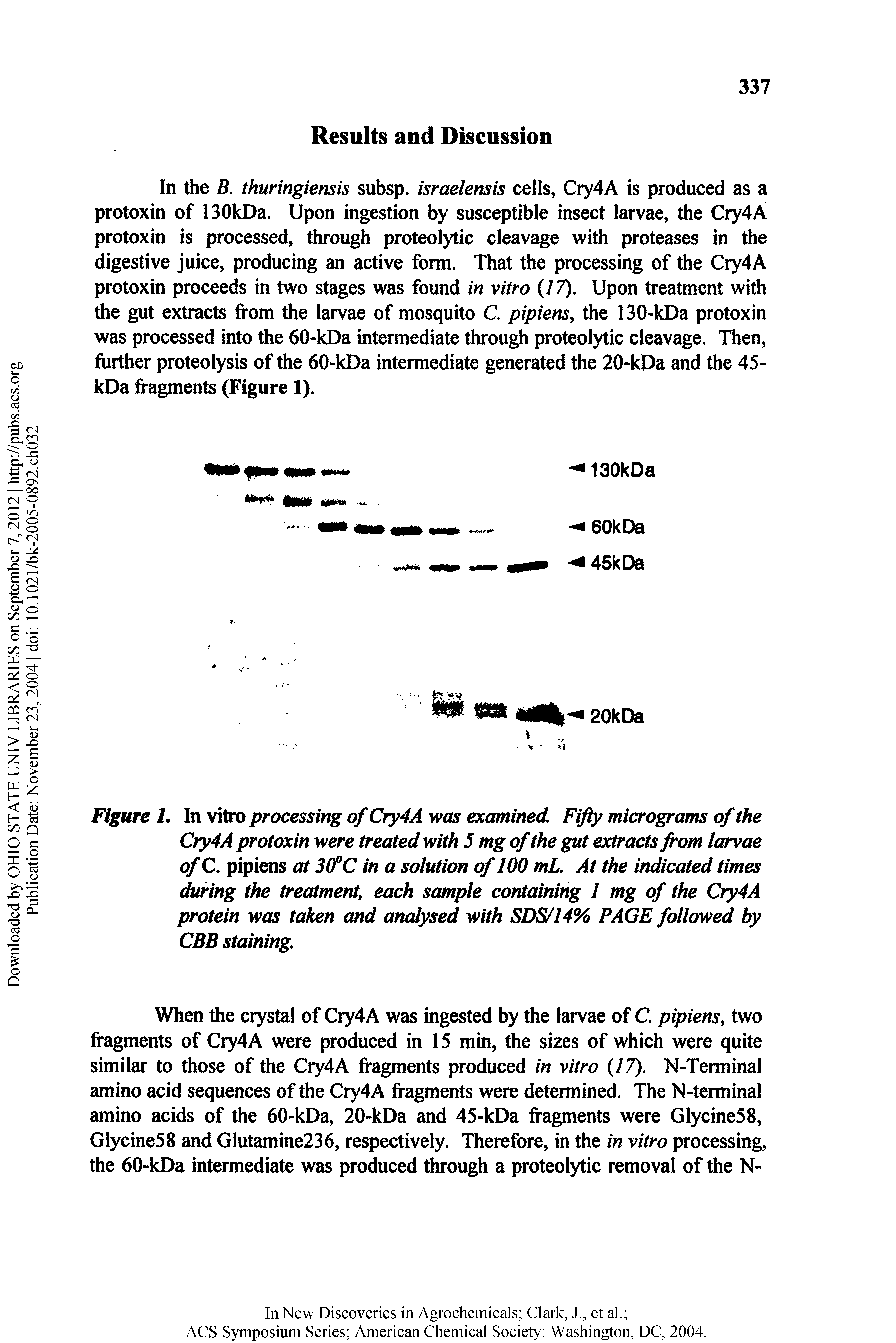Figure I. In vitro processing of Cry4A was examined. Fifty micrograms of the Cry4A protoxin were treated with 5 mg of the gut extracts from larvae of C. pipiens at 3(fC in a solution of 100 ml. At the indicated times during the treatment, each sample containing 1 mg of the Cry4A protein was taken and analysed with SDS/14% PAGE followed by CBB staining.