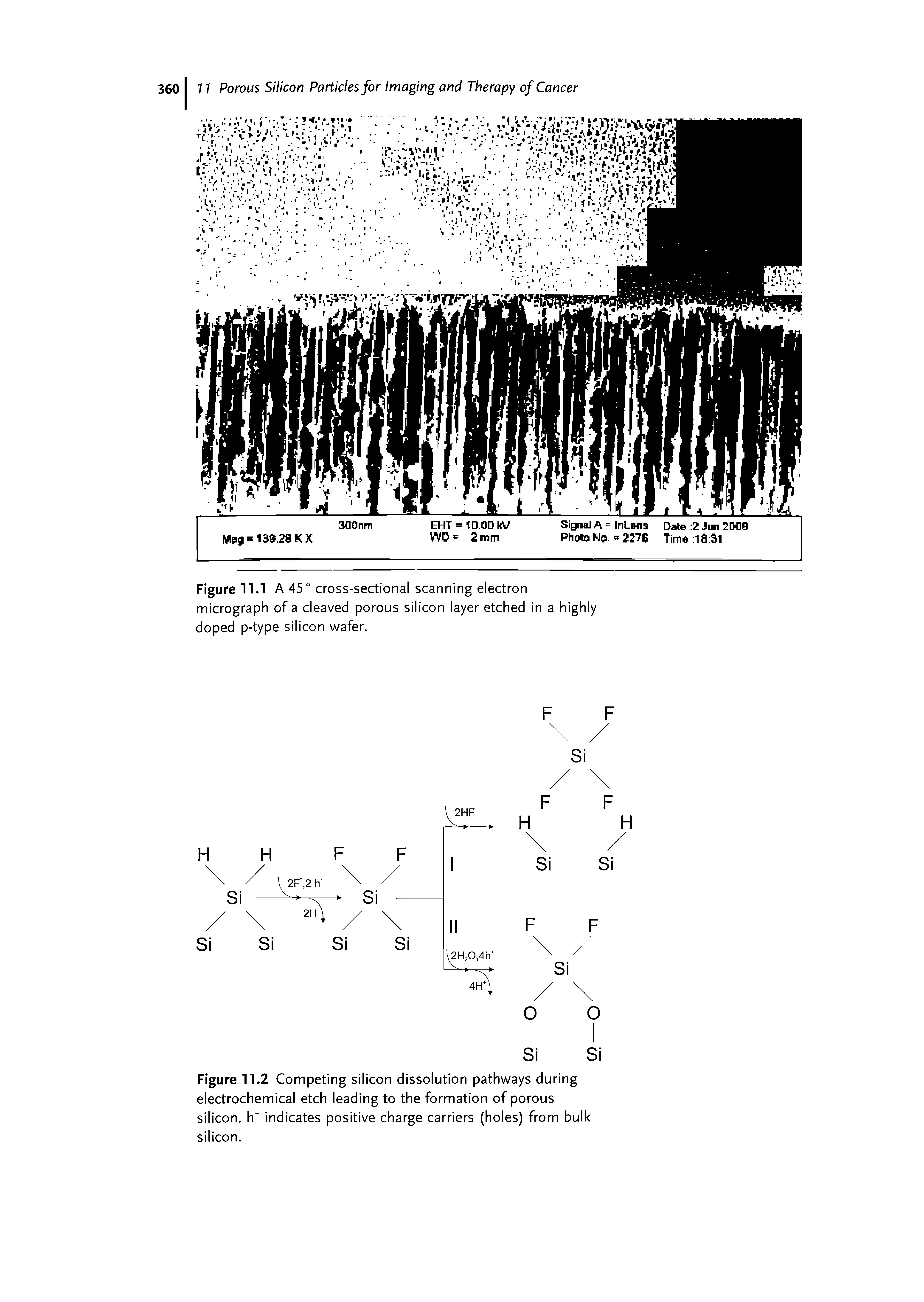 Figure 11.1 A 45° cross-sectional scanning electron micrograph of a cleaved porous silicon layer etched in a highly doped p-type silicon wafer.