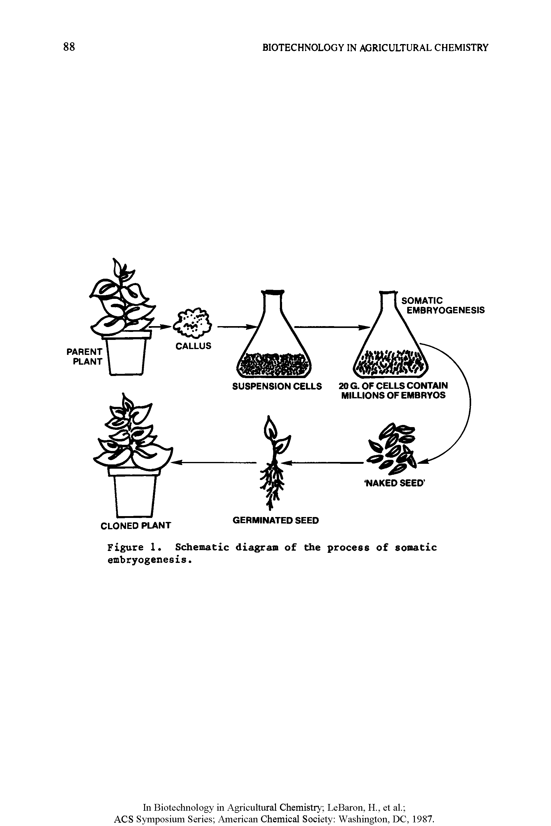 Figure 1. Schematic diagram of Che process of somatic embryogenesis.