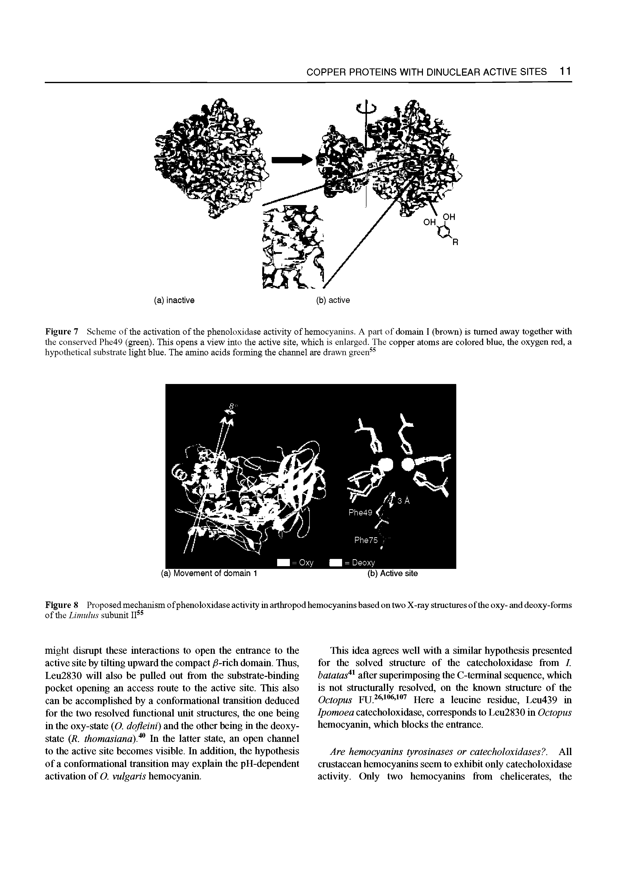 Figure 8 Proposed mechanism of phenoloxidase activity in arthropod hemocyanins based on two X-ray structures of the oxy- and deoxy-forms of the Limulus submit II ...