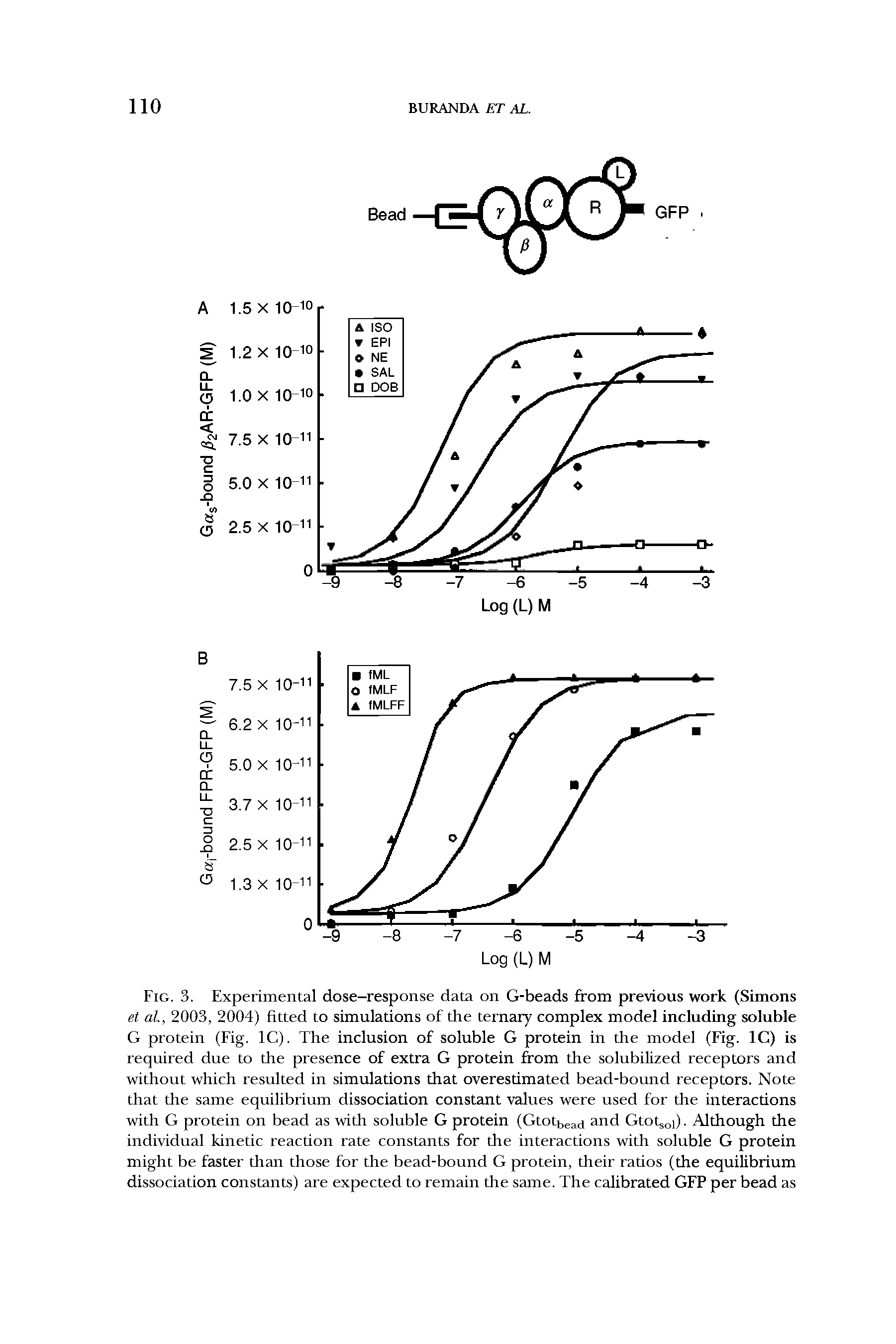 Fig. 3. Experimental dose-response data on G-beads from previous work (Simons et al, 2003, 2004) fitted to simulations of the ternary complex model including soluble G protein (Fig. 1C). The inclusion of soluble G protein in the model (Fig. 1C) is required due to the presence of extra G protein from the solubilized receptors and without which resulted in simulations that overestimated bead-bound receptors. Note that the same equilibrium dissociation constant values were used for the interactions with G protein on bead as with soluble G protein (Gtotbead and Gtots0l). Although the individual kinetic reaction rate constants for the interactions with soluble G protein might be faster than those for the bead-bound G protein, their ratios (the equilibrium dissociation constants) are expected to remain the same. The calibrated GFP per bead as...