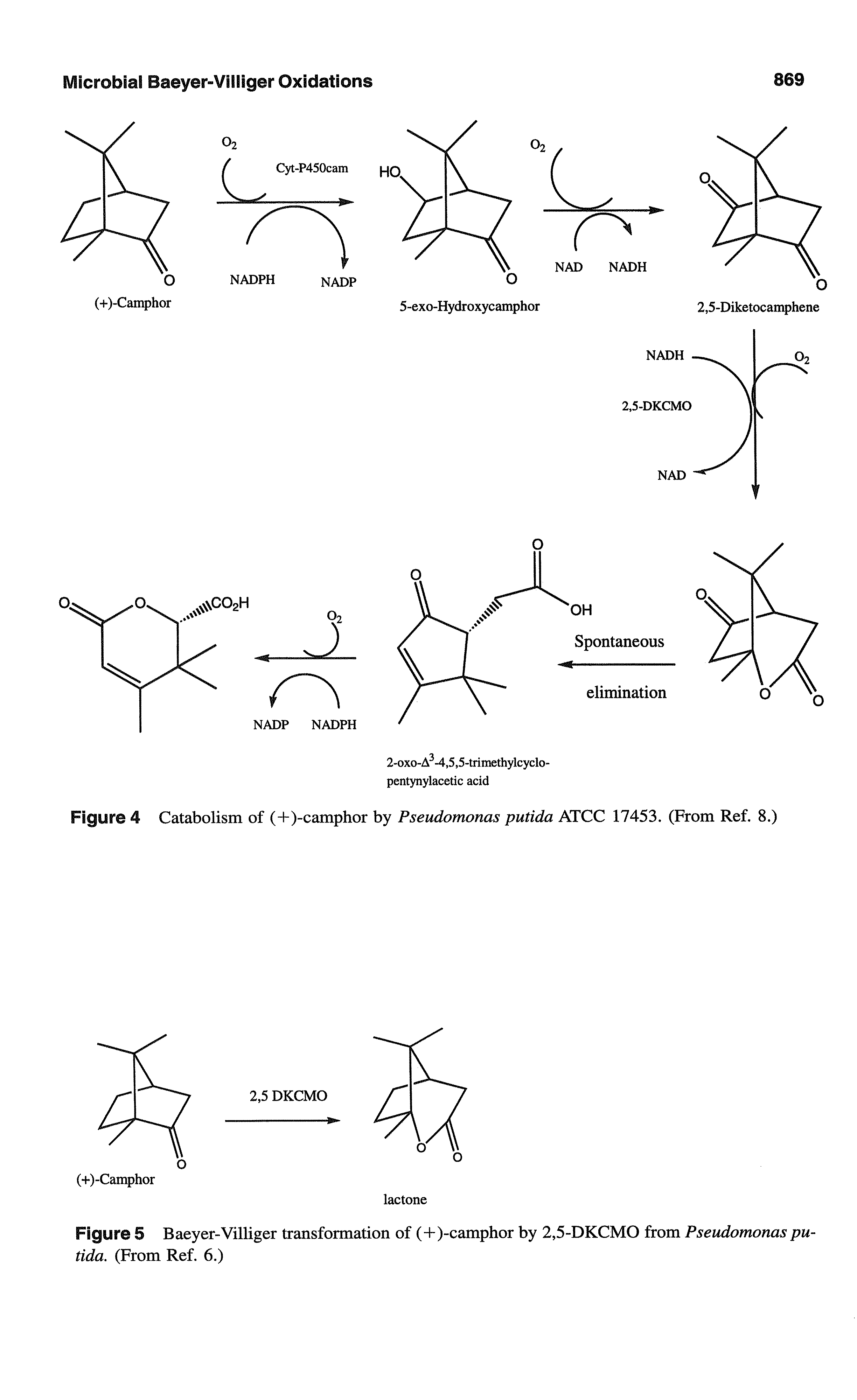 Figure 5 Baeyer-Villiger transformation of (H-)-camphor by 2,5-DKCMO from Pseudomonas putida. (From Ref. 6.)...