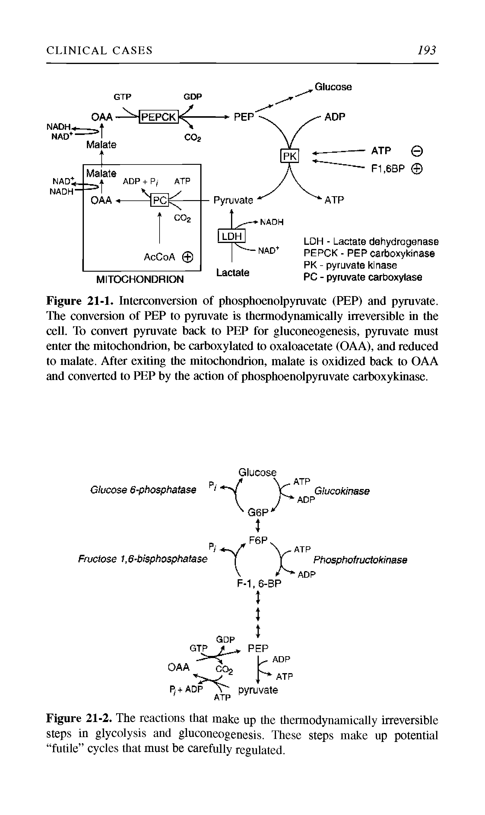 Figure 21-1. Interconversion of phosphoenolpyruvate (PEP) and pymvate. The conversion of PEP to pyruvate is thermodynamically irreversible in the cell. To convert pyruvate back to PEP for gluconeogenesis, pyruvate must enter the mitochondrion, be carboxylated to oxaloacetate (OAA), and reduced to malate. After exiting the mitochondrion, malate is oxidized back to OAA and converted to PEP by the action of phosphoenolpyruvate carboxykinase.