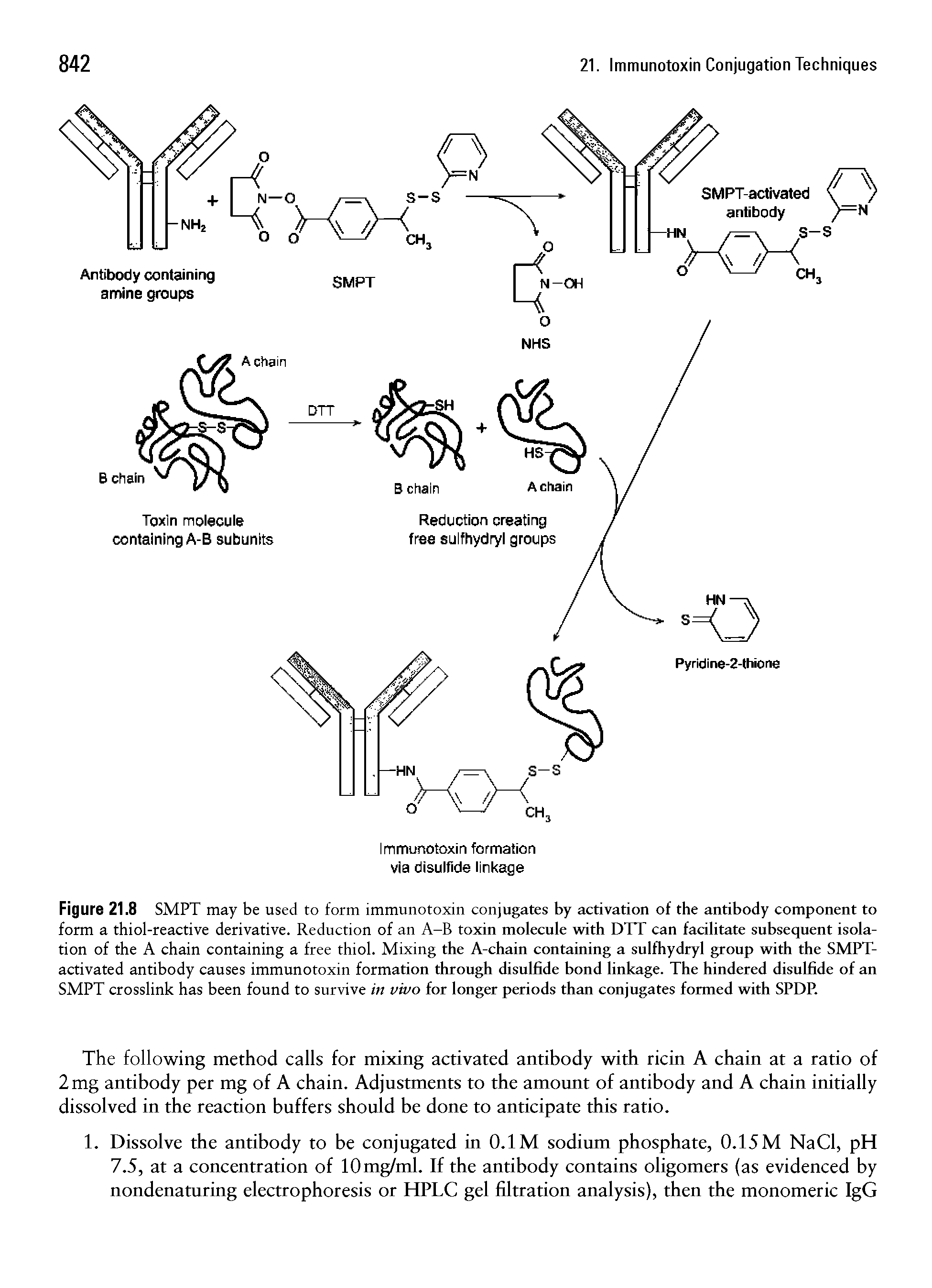 Figure 21.8 SMPT may be used to form immunotoxin conjugates by activation of the antibody component to form a thiol-reactive derivative. Reduction of an A-B toxin molecule with DTT can facilitate subsequent isolation of the A chain containing a free thiol. Mixing the A-chain containing a sulfhydryl group with the SMPT-activated antibody causes immunotoxin formation through disulfide bond linkage. The hindered disulfide of an SMPT crosslink has been found to survive in vivo for longer periods than conjugates formed with SPDP.