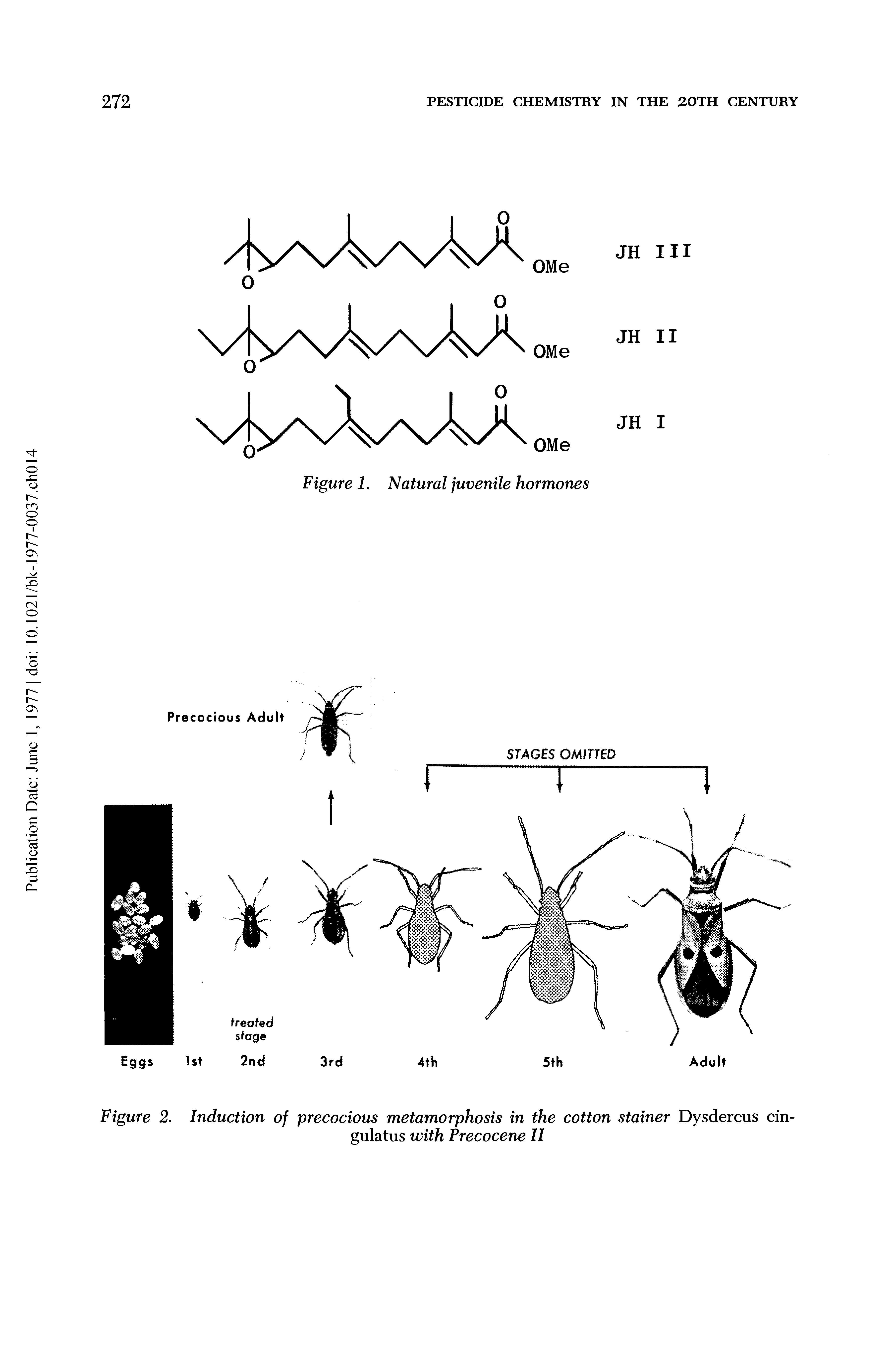 Figure 2. Induction of precocious metamorphosis in the cotton Stainer Dysdercus cin-...