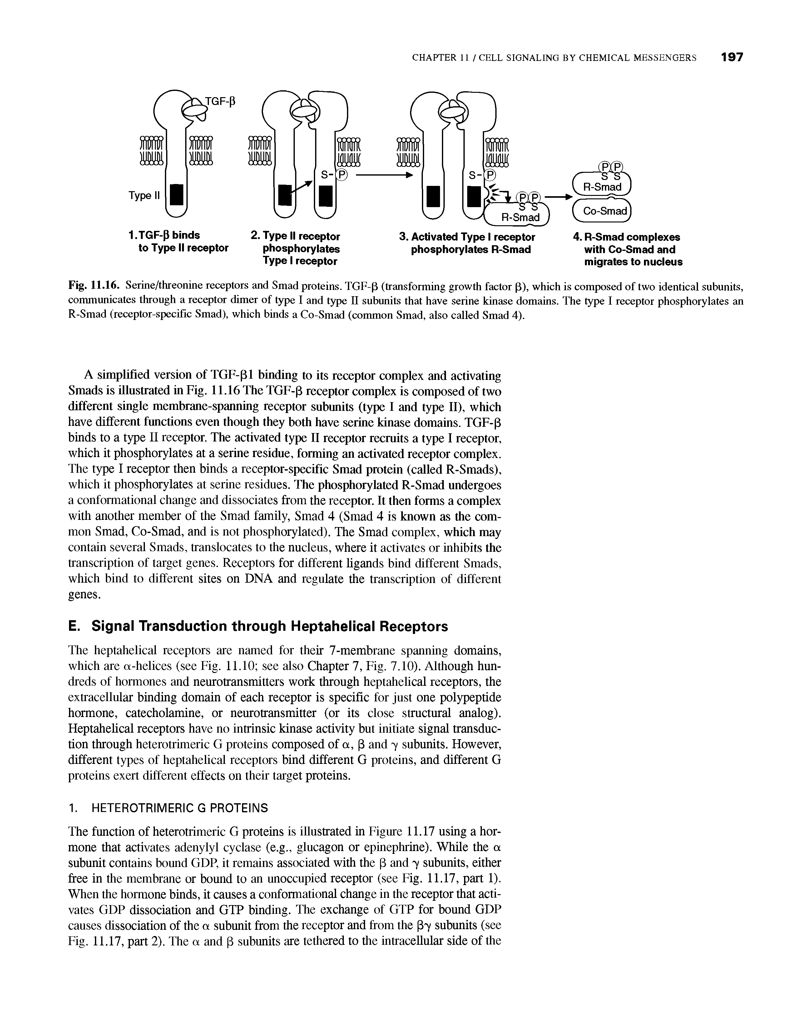 Fig. 11.16. Serine/threonine receptors and Smad proteins. TGF-P (transforming growth factor P), which is composed of two identical subunits, communicates through a receptor dimer of type I and type II subunits that have serine kinase domains. The type I receptor phosphorylates an R-Smad (receptor-specific Smad), which binds a Co-Smad (common Smad, also called Smad 4).