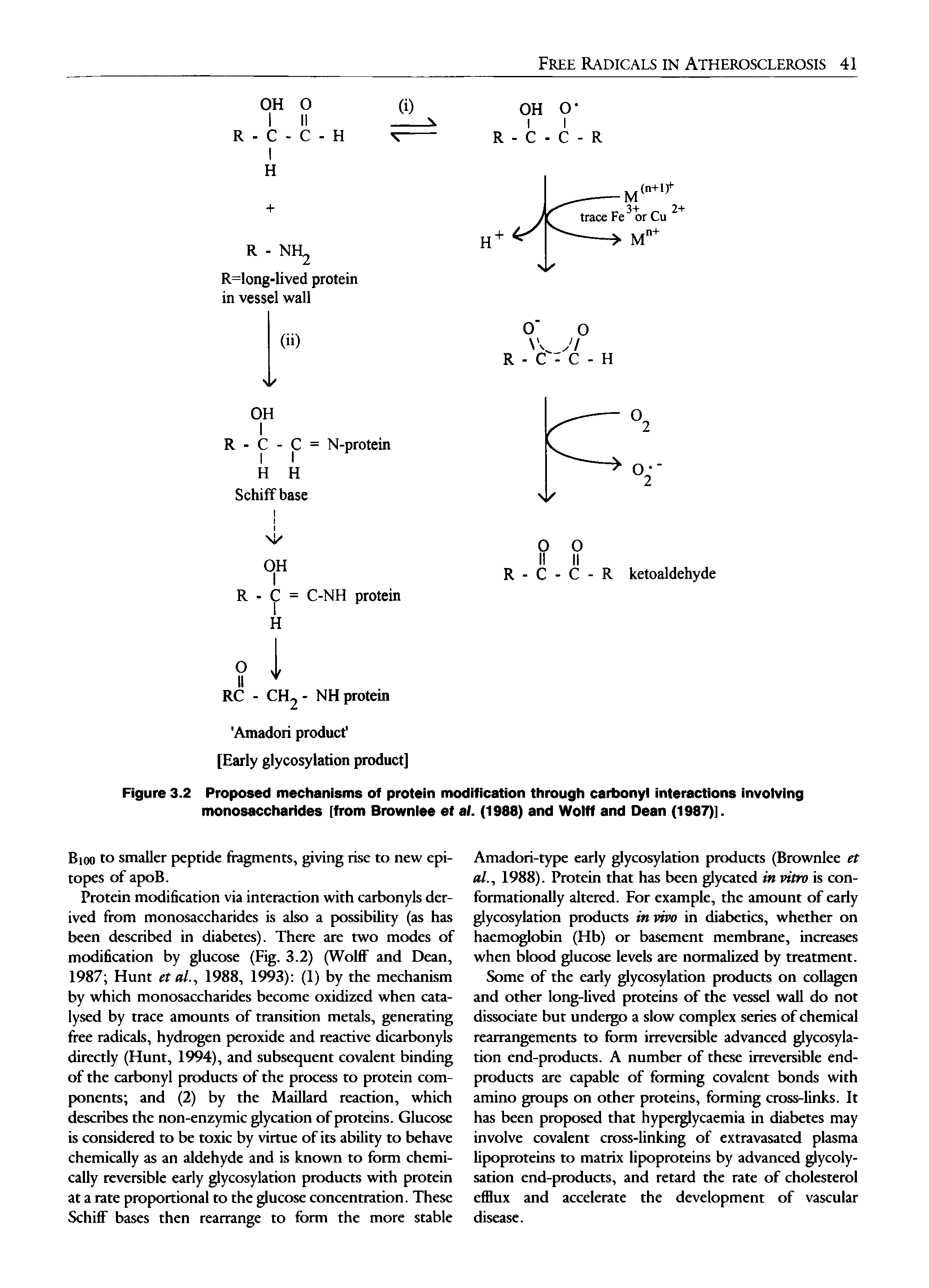Figure 3.2 Proposed mechanisms of protein modification through carbonyi interactions involving monosaccharides [from Brownlee et af. (1988) and Wolff and Dean (1987)].