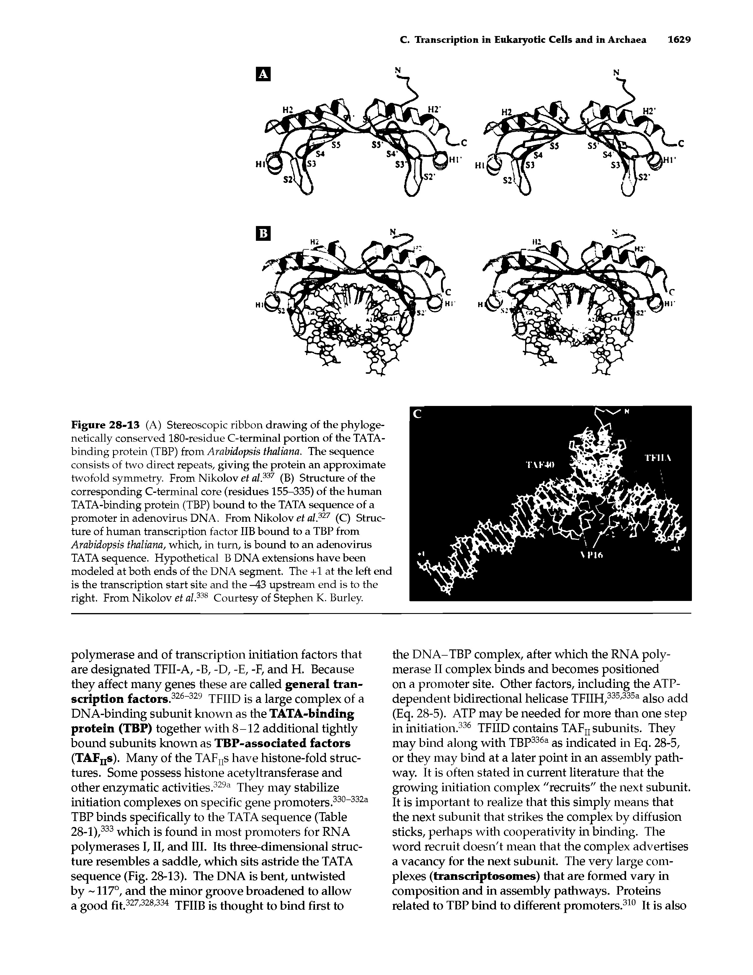 Figure 28-13 (A) Stereoscopic ribbon drawing of the phyloge-netically conserved 180-residue C-terminal portion of the TATA-binding protein (TBP) from Arabidopsis thaliana. The sequence consists of two direct repeats, giving the protein an approximate twofold symmetry. From Nikolov et al.337 (B) Structure of the corresponding C-terminal core (residues 155-335) of the human TATA-binding protein (TBP) bound to the TATA sequence of a promoter in adenovirus DNA. From Nikolov et al.327 (C) Structure of human transcription factor IIB bound to a TBP from Arabidopsis thaliana, which, in turn, is bound to an adenovirus TATA sequence. Hypothetical B DNA extensions have been modeled at both ends of the DNA segment. The +1 at the left end is the transcription start site and the —43 upstream end is to the right. From Nikolov et al.338 Courtesy of Stephen K. Burley.