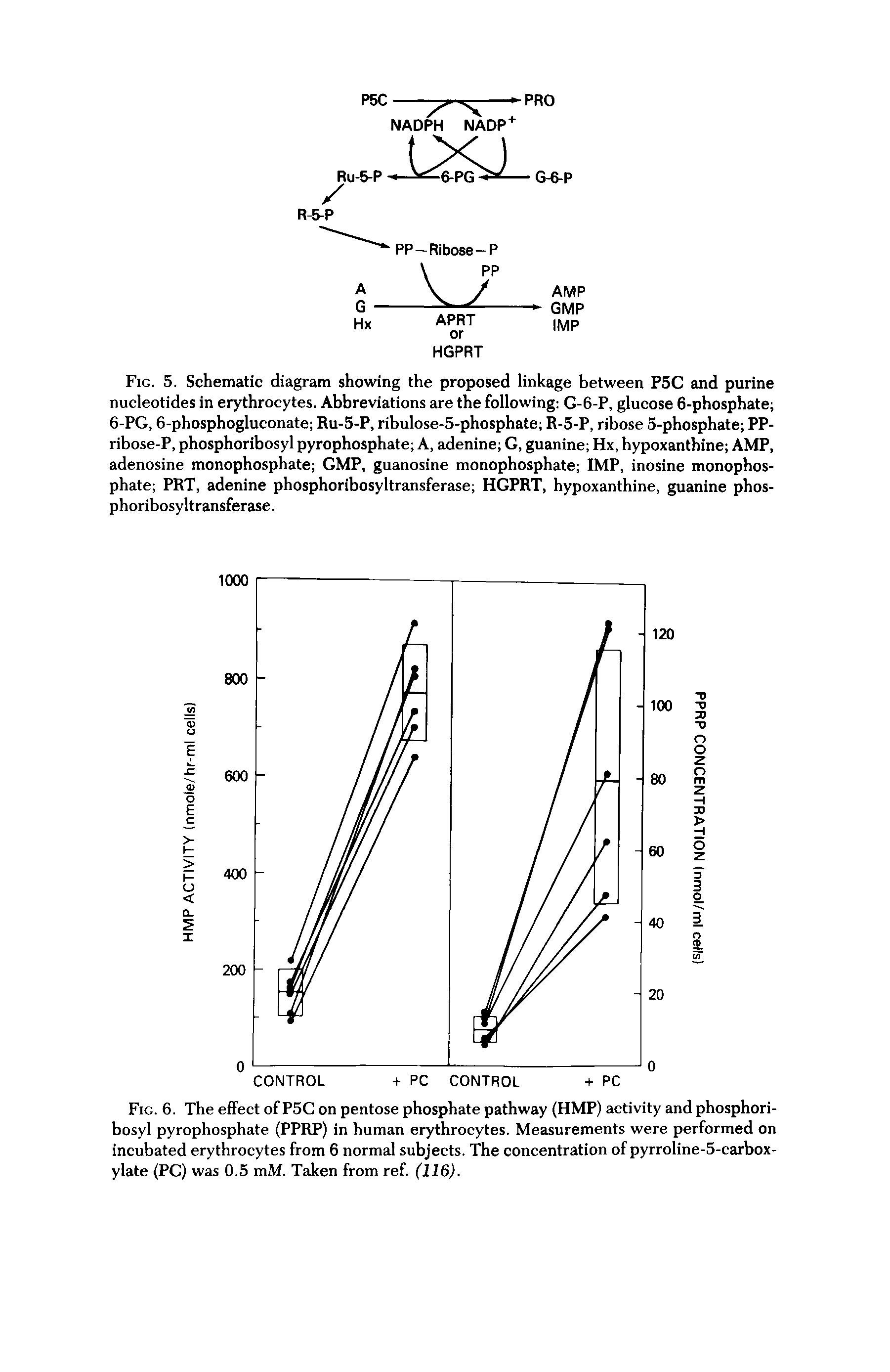 Fig. 6. The effect of P5C on pentose phosphate pathway (HMP) activity and phosphoribosyl pyrophosphate (PPRP) in human erythrocytes. Measurements were performed on incubated erythrocytes from 6 normal subjects. The concentration of pyrroline-5-carbox-ylate (PC) was 0.5 mM. Taken from ref. (116).