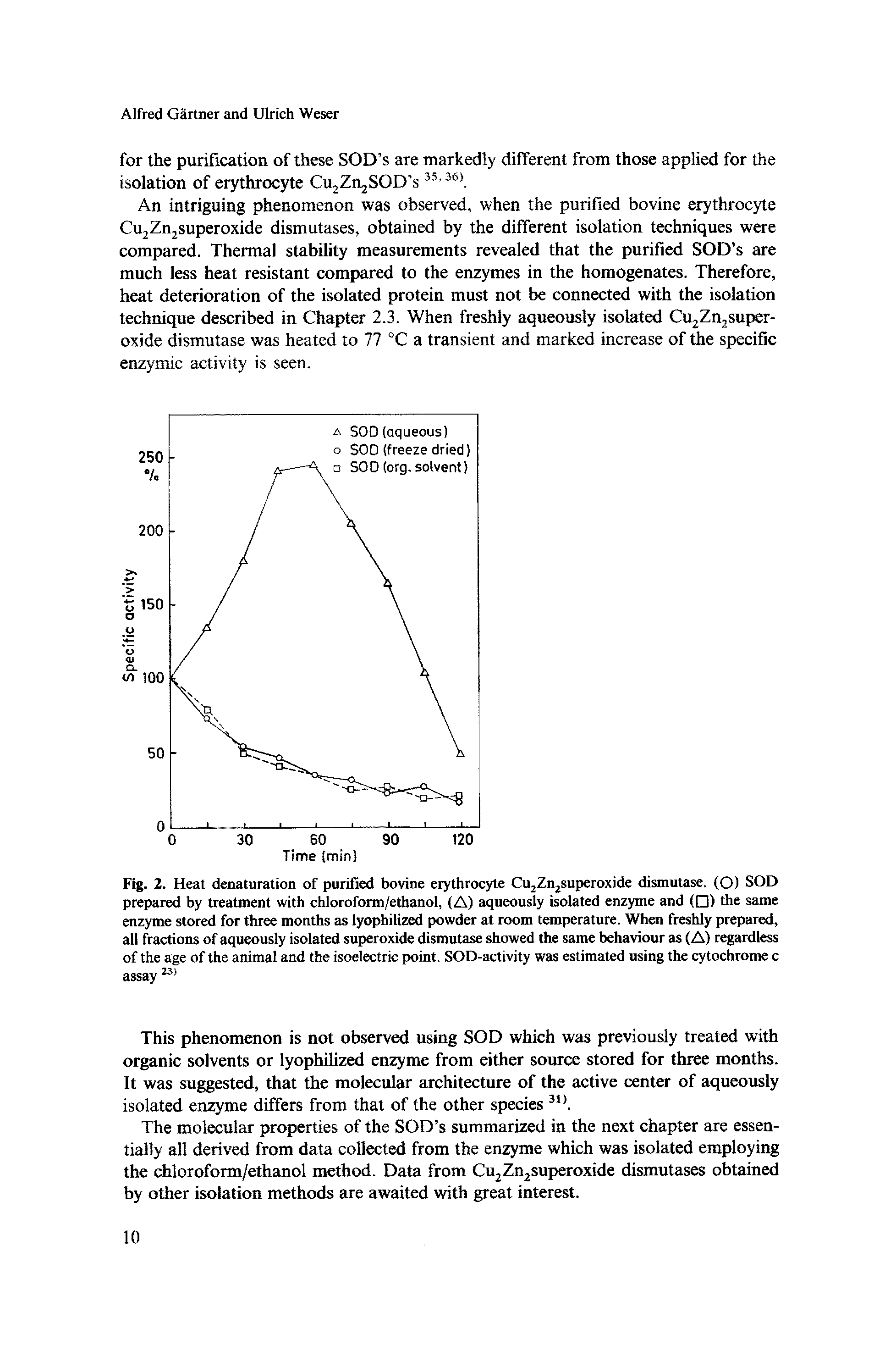 Fig. 2. Heat denaturation of purified bovine erythrocyte Cu2Zn2Superoxide dismutase. (O) SOD prepared by treatment with chloroform/ethanol, (A) aqueously isolated enzyme and ( ) the same enzyme stored for three months as lyophilized powder at room temperature. When freshly prepared, all fractions of aqueously isolated superoxide dismutase showed the same behaviour as (A) regardless of the age of the animal and the isoelectric point. SOD-activity was estimated using the cytochrome c assay...