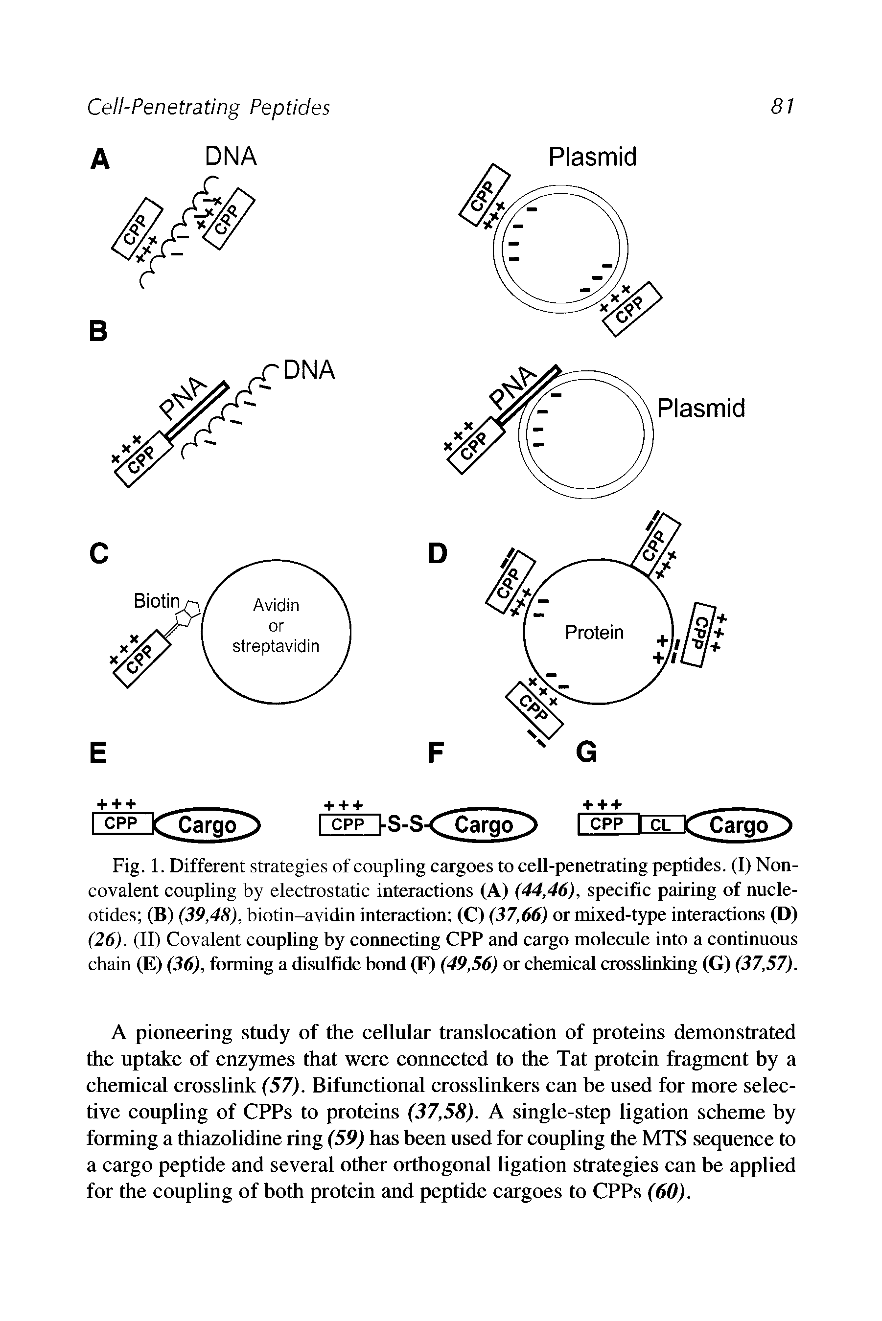 Fig. 1. Different strategies of coupling cargoes to cell-penetrating peptides. (I) Non-covalent coupling by electrostatic interactions (A) (44,46), specific pairing of nucleotides (B) (39,48), biotin-avidin interaction (C) (37,66) or mixed-type interactions (D) (26). (II) Covalent coupling by connecting CPP and cargo molecule into a continuous chain (E) (36), forming a disulfide bond (F) (49,56) or chemical crosslinking (G) (37,57).