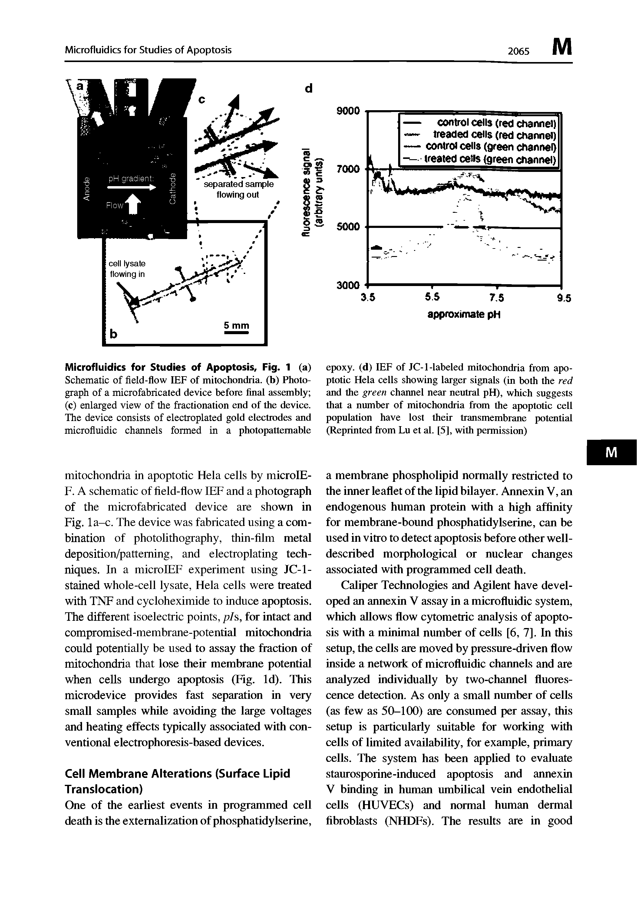 Schematic of field-flow lEF of mitochondria, (b) Photograph of a microfabricated device before final assembly (c) enlarged view of the fractionation end of the device. The device consists of electroplated gold electrodes and microfluidic channels formed in a photopattemable...