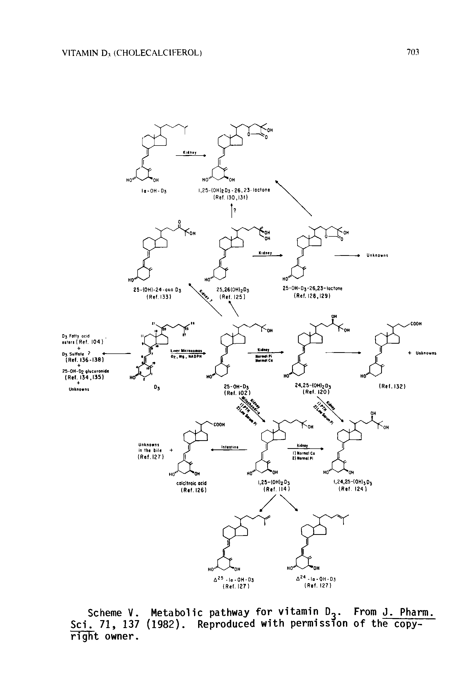 Scheme V. Metabolic pathway for vitamin D. From J. Pharm. Sci. 71, 137 (1982). Reproduced with permission of the copy-right owner.
