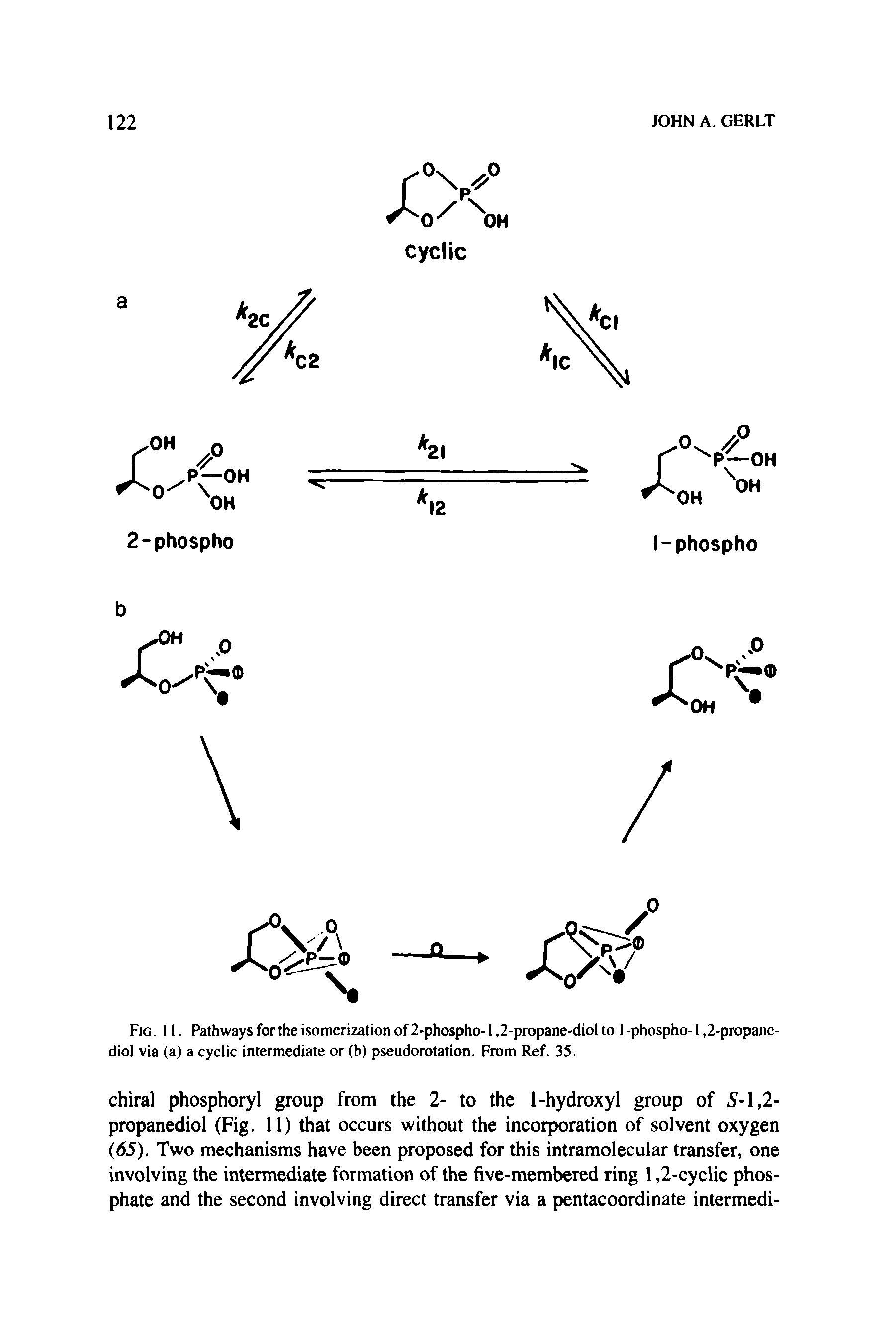 Fig. 11. Pathways for the isomerization of 2-phospho-1,2-propane-diol to I -phospho-1,2-propanediol via (a) a cyclic intermediate or (b) pseudorotation. From Ref. 35.