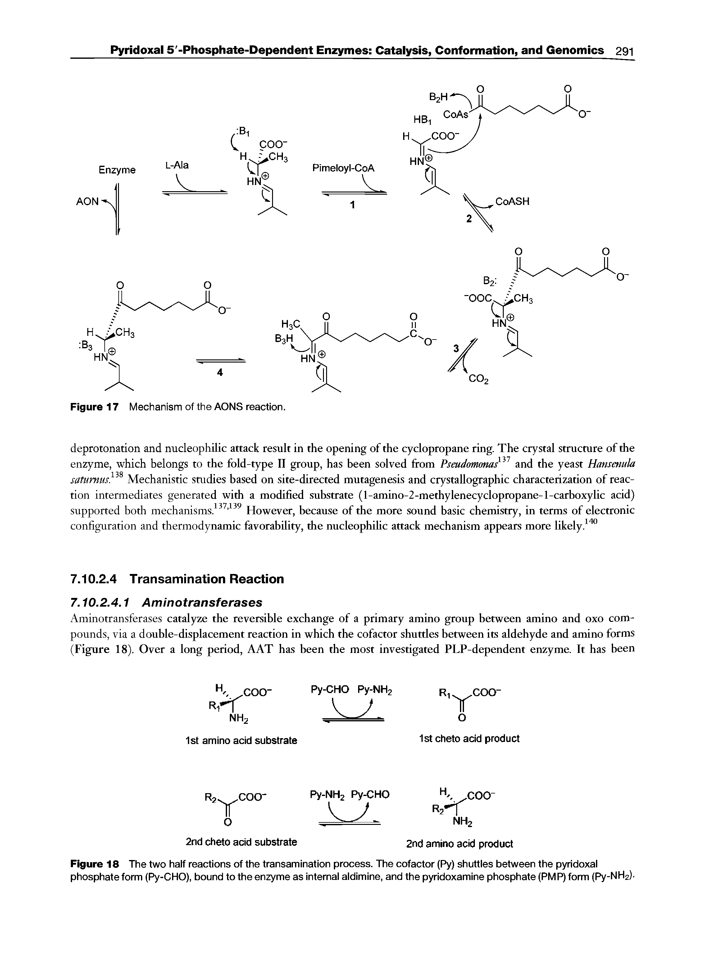 Figure 18 The two haif reactions of the transamination process. The cofactor (Py) shuttles between the pyridoxal phosphate form (Py-CHO), bound to the enzyme as internal aldimine, and the pyridoxamine phosphate (PM P) form (Py-NHz) ...
