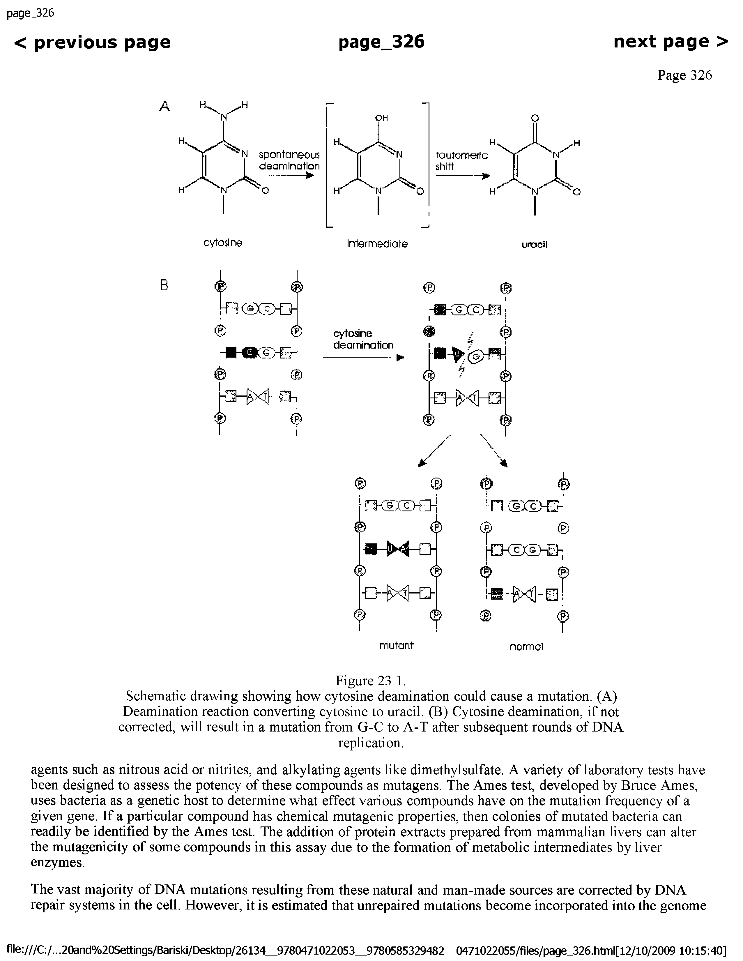 Schematic drawing showing how cytosine deamination could cause a mutation. (A)...