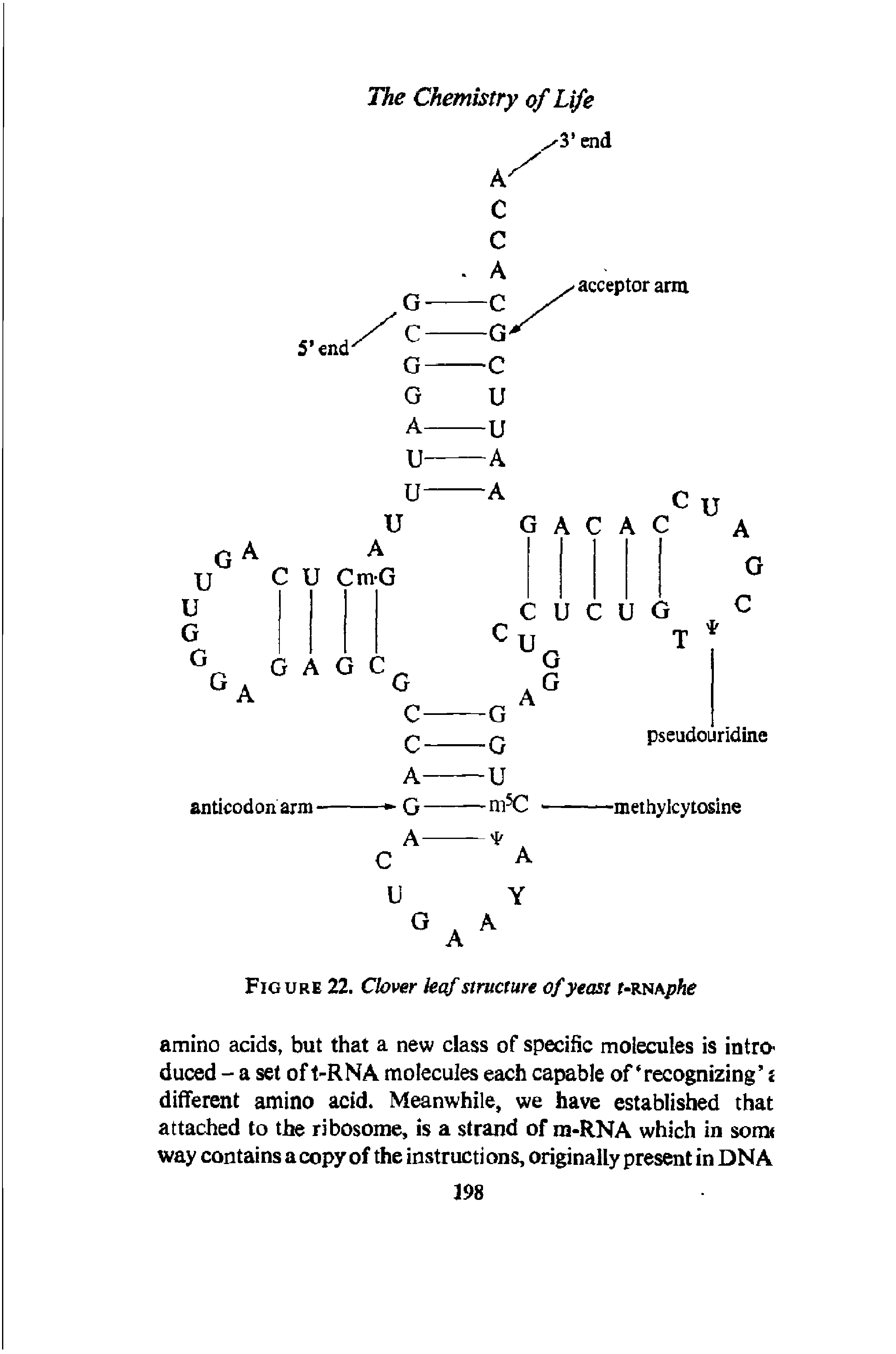Figure 22. Clover leaf structure of yeast t-KNAphe...