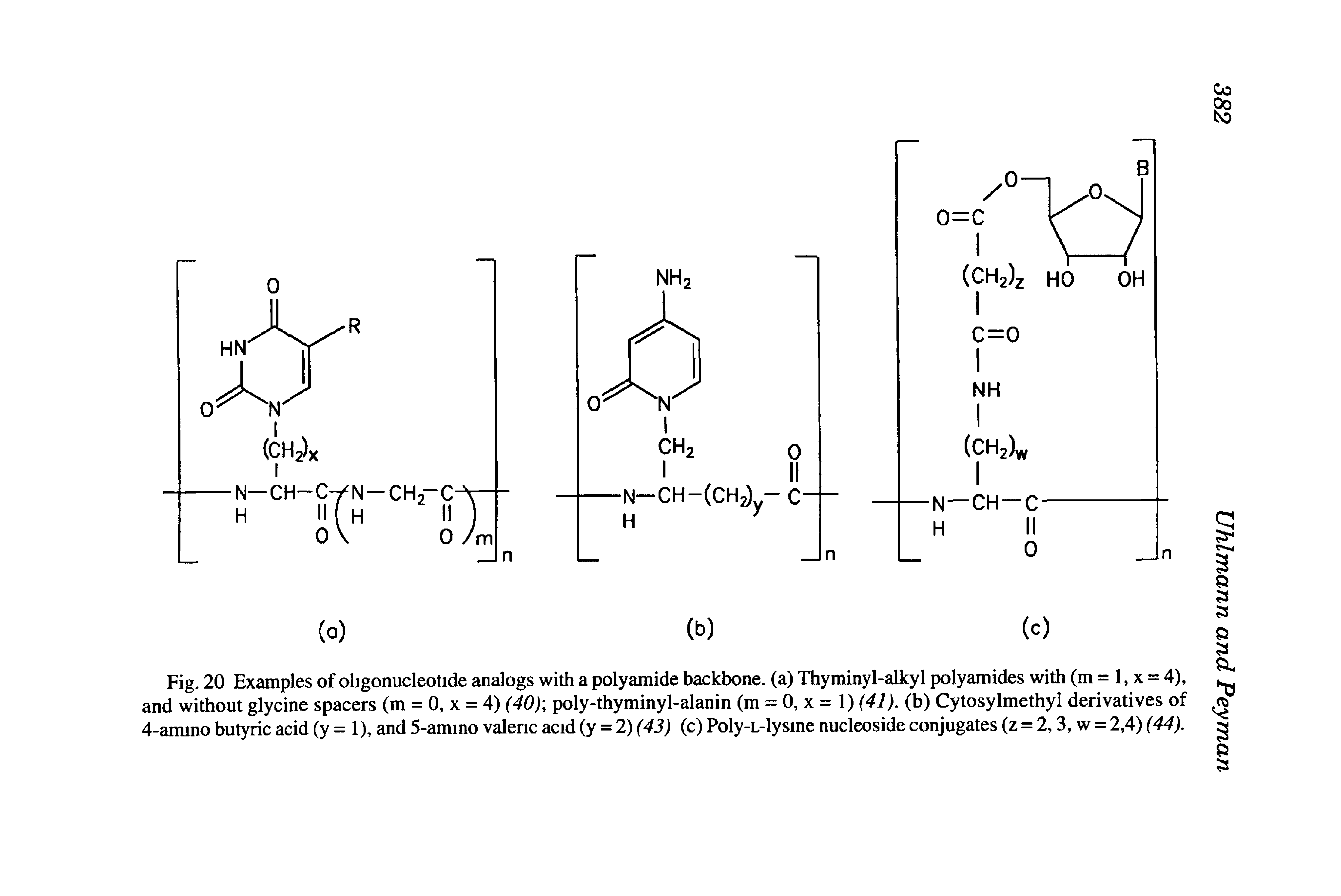 Fig. 20 Examples of oligonucleotide analogs with a polyamide backbone, (a) Thyminyl-alkyl polyamides with (m = 1, x = 4), and without glycine spacers (m = 0, x = 4) (40) poly-thyminyl-alanin (m = 0, x = 1) (41), (b) Cytosylmethyl derivatives of 4-amino butyric acid (y = 1), and 5-amino valeric acid (y = 2) (43) (c) PoIy-L-lysine nucleoside conjugates (z = 2 3, w = 2,4) (44),...