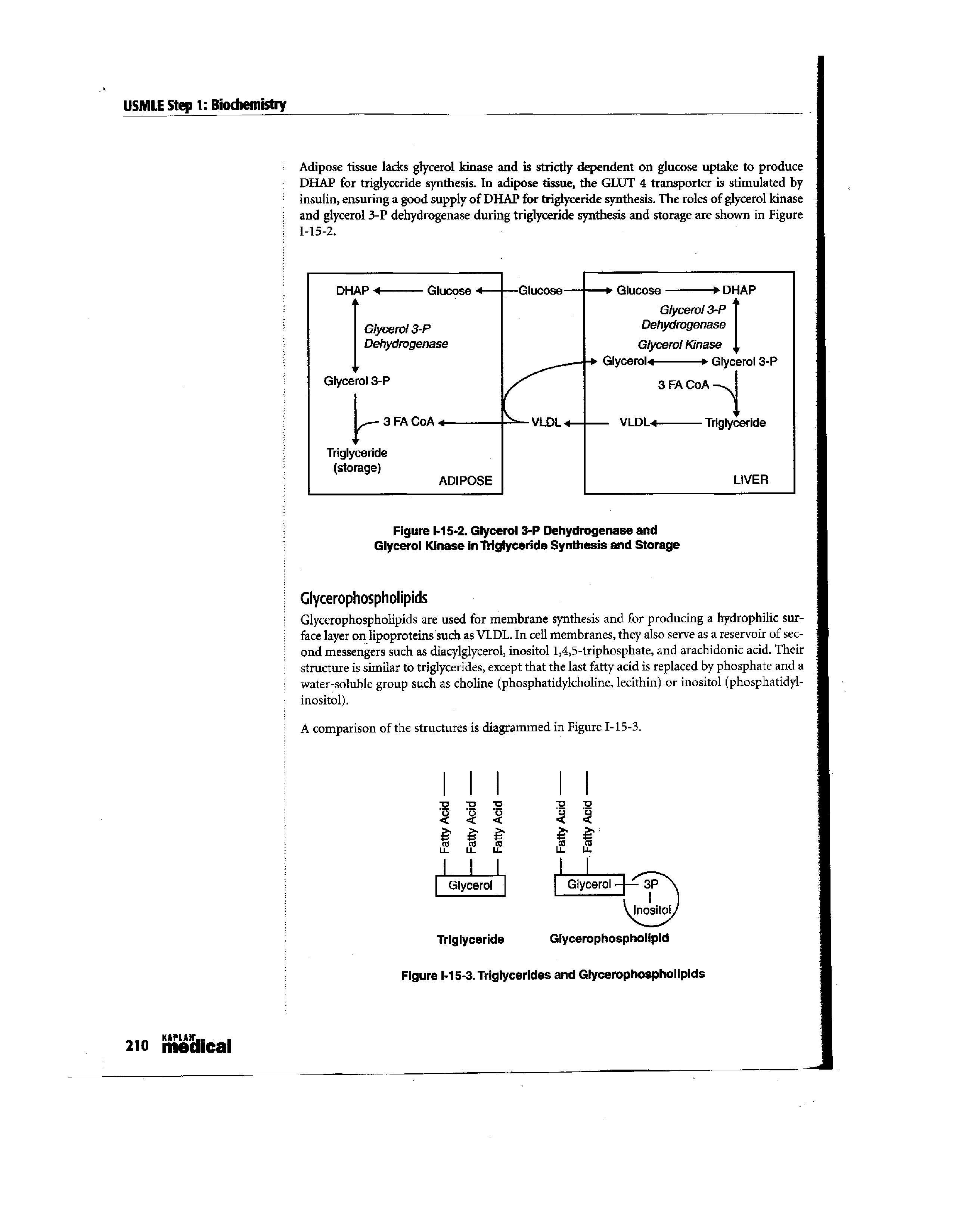 Figure 1-15-2. Glycerol 3-P Dehydrogenase and Glycerol Kinase in Triglyceride Synthesis and Storage...