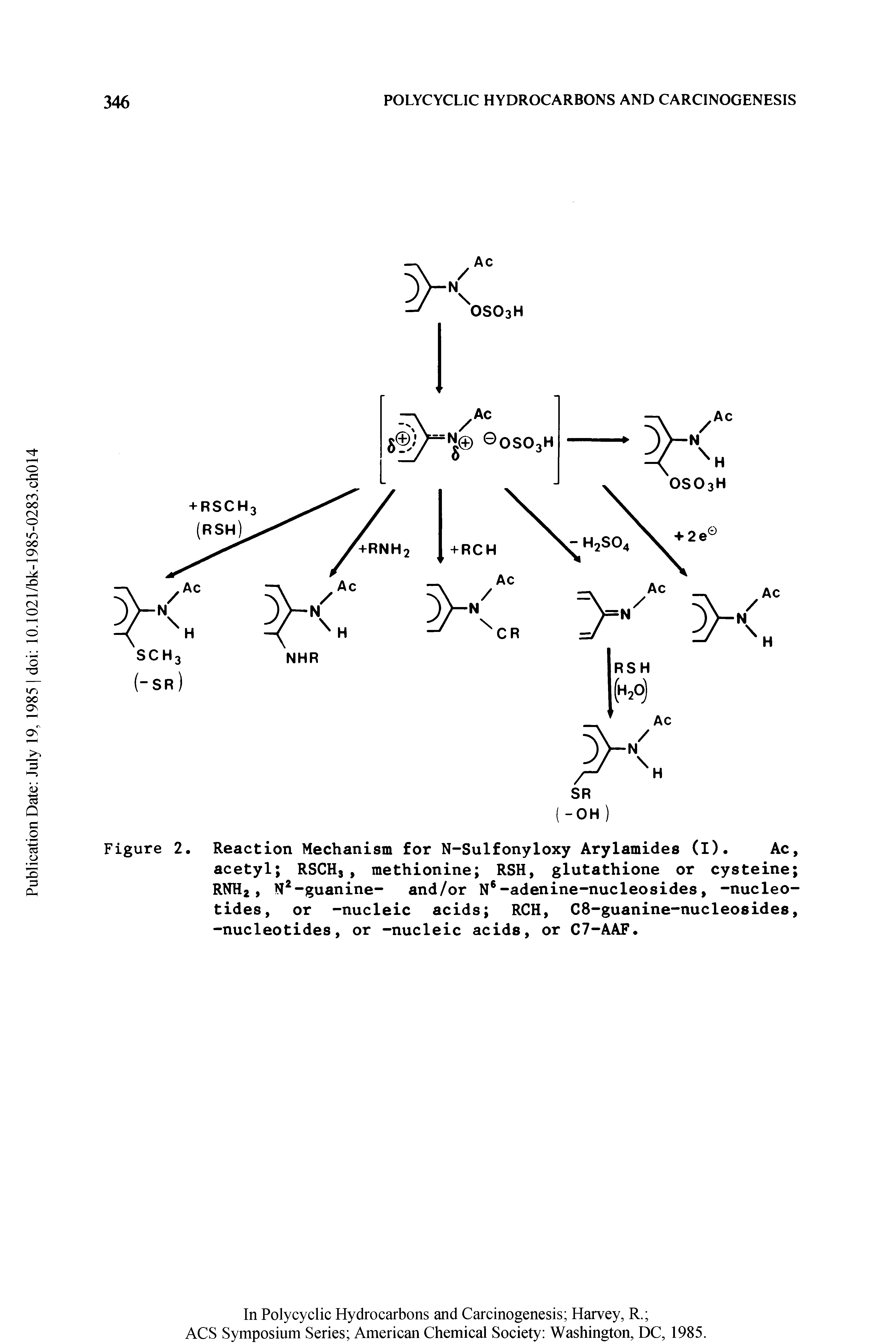 Figure 2. Reaction Mechanism for N-Sulfonyloxy Arylamides (I). Ac, acetyl RSCHs, methionine RSH, glutathione or cysteine RNH2, N2-guanine- and/or N6-adenine-nucleosides, -nucleotides, or -nucleic acids RCH, C8-guanine-nucleosides, -nucleotides, or -nucleic acids, or C7-AAF.