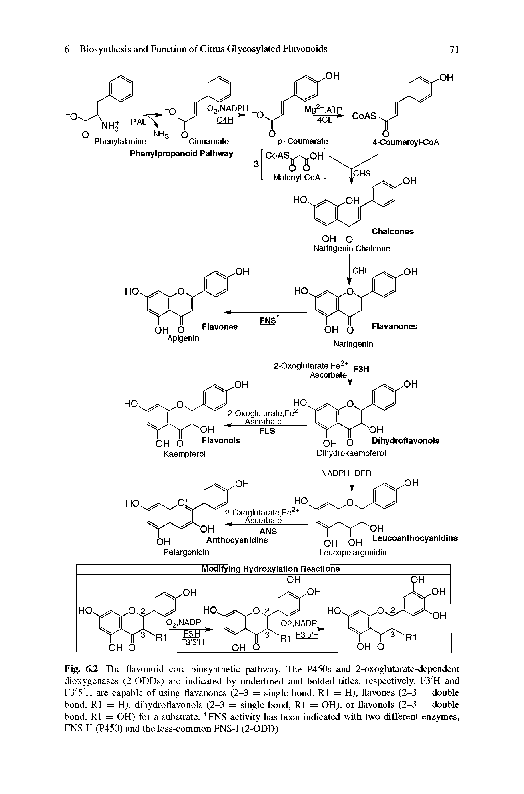 Fig. 6.2 The flavonoid core biosynthetic pathway. The P450s and 2-oxoglutarate-dependent dioxygenases (2-ODDs) are indicated by underlined and bolded titles, respectively. F3 H and F3 5 H are capable of using flavanones (2-3 = single bond, R1 = H), flavones (2-3 = double bond, R1 = H), dihydroflavonols (2-3 = single bond, R1 = OH), or flavonols (2-3 = double bond, R1 = OH) for a substrate. FNS activity has been indicated with two different enzymes, FNS-11 (P450) and the less-common FNS-I (2-ODD)...