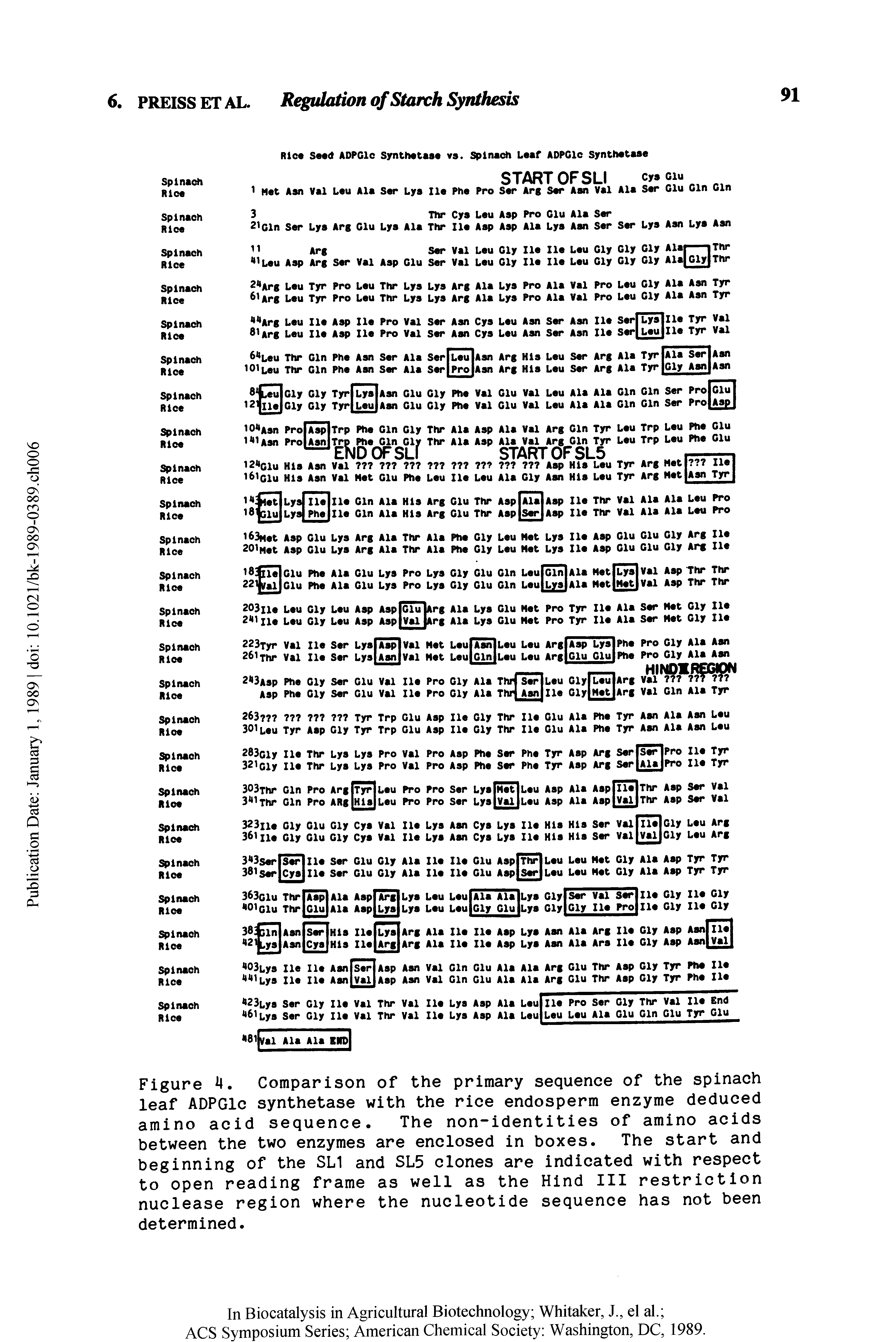 Figure M. Comparison of the primary sequence of the spinach leaf ADPGlc synthetase with the rice endosperm enzyme deduced amino acid sequence. The non-identities of amino acids between the two enzymes are enclosed in boxes. The start and beginning of the SL1 and SL5 clones are indicated with respect to open reading frame as well as the Hind III restriction nuclease region where the nucleotide sequence has not been determined.