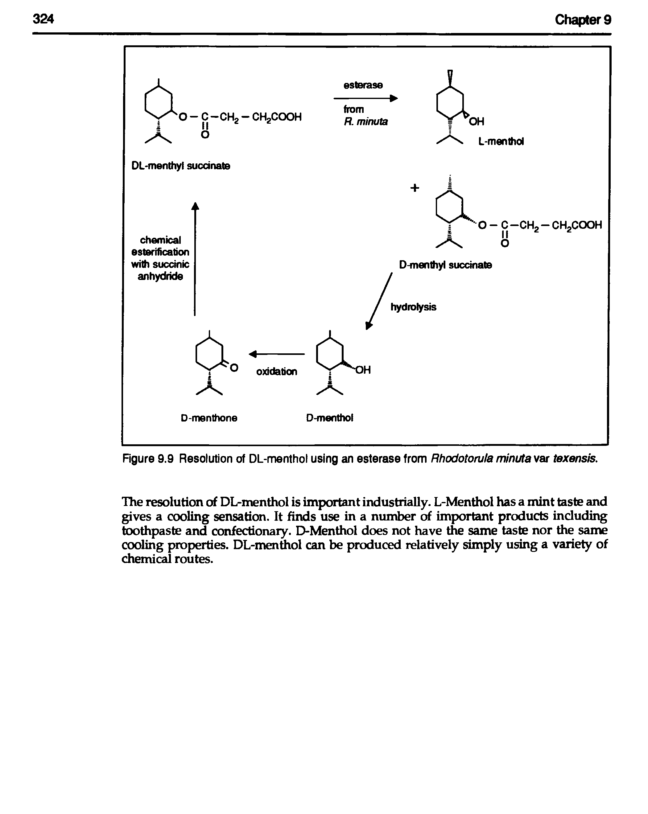 Figure 9.9 Resolution of DL-menthol using an esterase from Rhodotorula minuta var texensis.