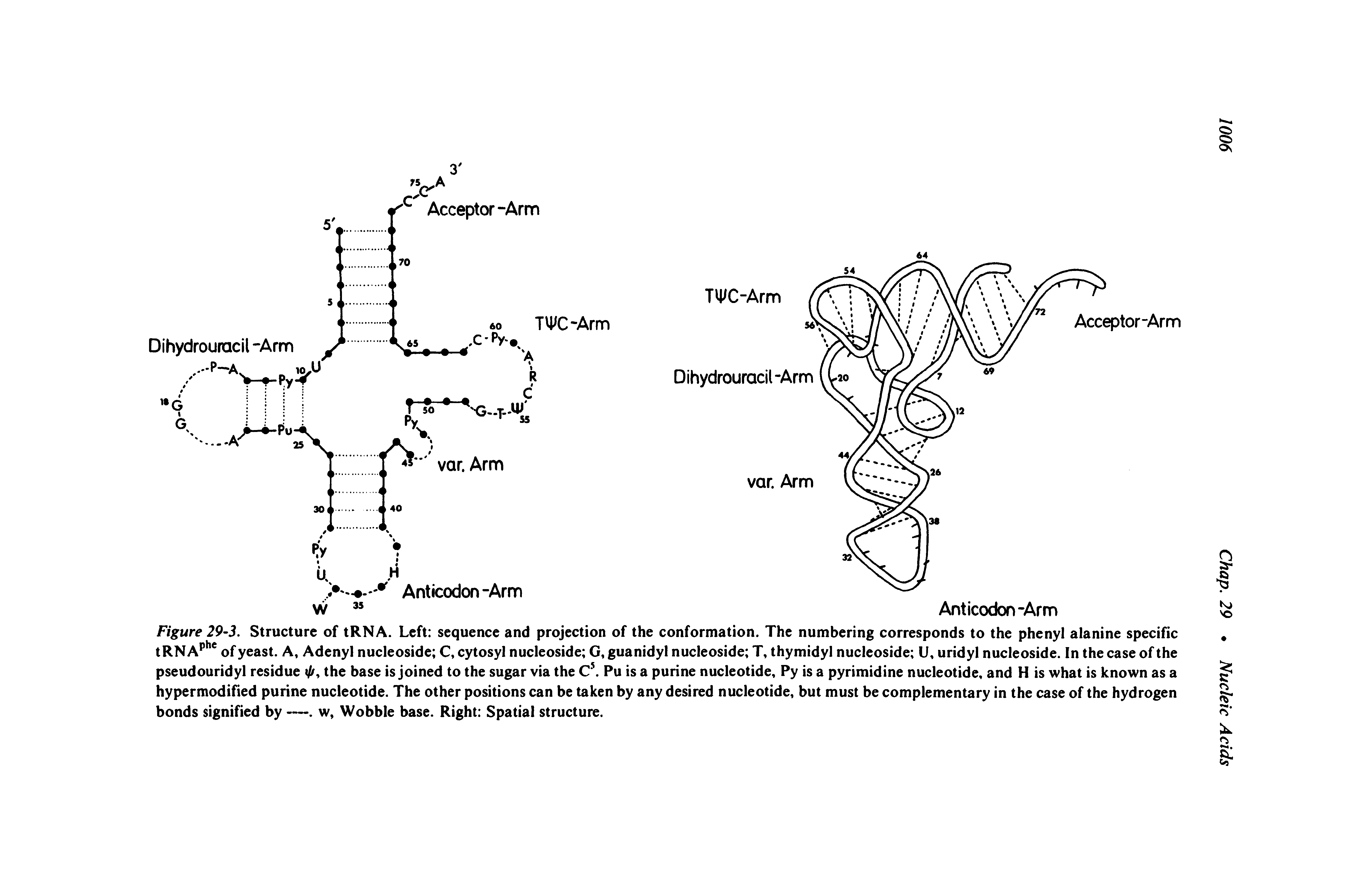 Figure 29-3. Structure of tRNA. Left sequence and projection of the conformation. The numbering corresponds to the phenyl alanine specific tRN A of yeast. A, Adenyl nucleoside C, cytosyl nucleoside G, guanidyl nucleoside T, thymidyl nucleoside U, uridyl nucleoside. In the case of the pseudouridyl residue the base is joined to the sugar via the C Pu is a purine nucleotide, Py is a pyrimidine nucleotide, and H is what is known as a hypermodified purine nucleotide. The other positions can be taken by any desired nucleotide, but must be complementary in the case of the hydrogen bonds signified by —. w, Wobble base. Right Spatial structure.