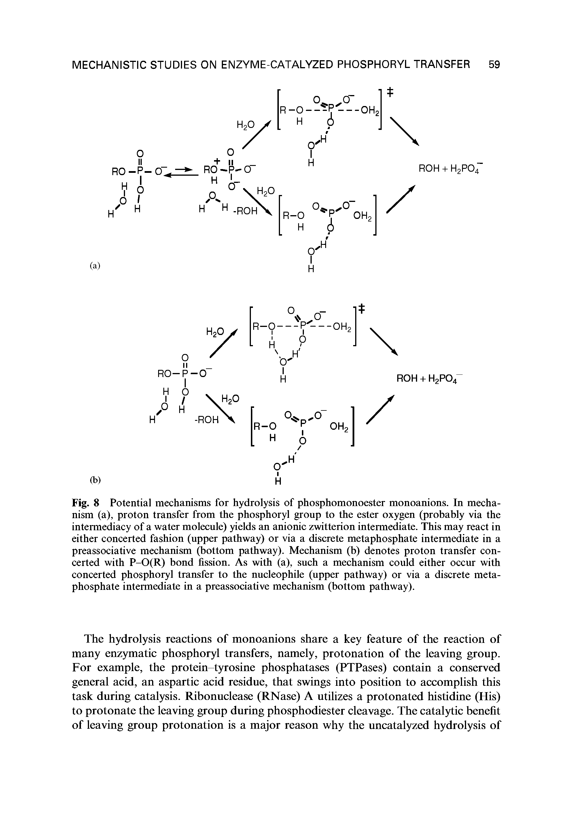 Fig. 8 Potential mechanisms for hydrolysis of phosphomonoester monoanions. In mechanism (a), proton transfer from the phosphoryl group to the ester oxygen (probably via the intermediacy of a water molecule) yields an anionic zwitterion intermediate. This may react in either concerted fashion (upper pathway) or via a discrete metaphosphate intermediate in a preassociative mechanism (bottom pathway). Mechanism (b) denotes proton transfer concerted with P-O(R) bond fission. As with (a), such a mechanism could either occur with concerted phosphoryl transfer to the nucleophile (upper pathway) or via a discrete metaphosphate intermediate in a preassociative mechanism (bottom pathway).