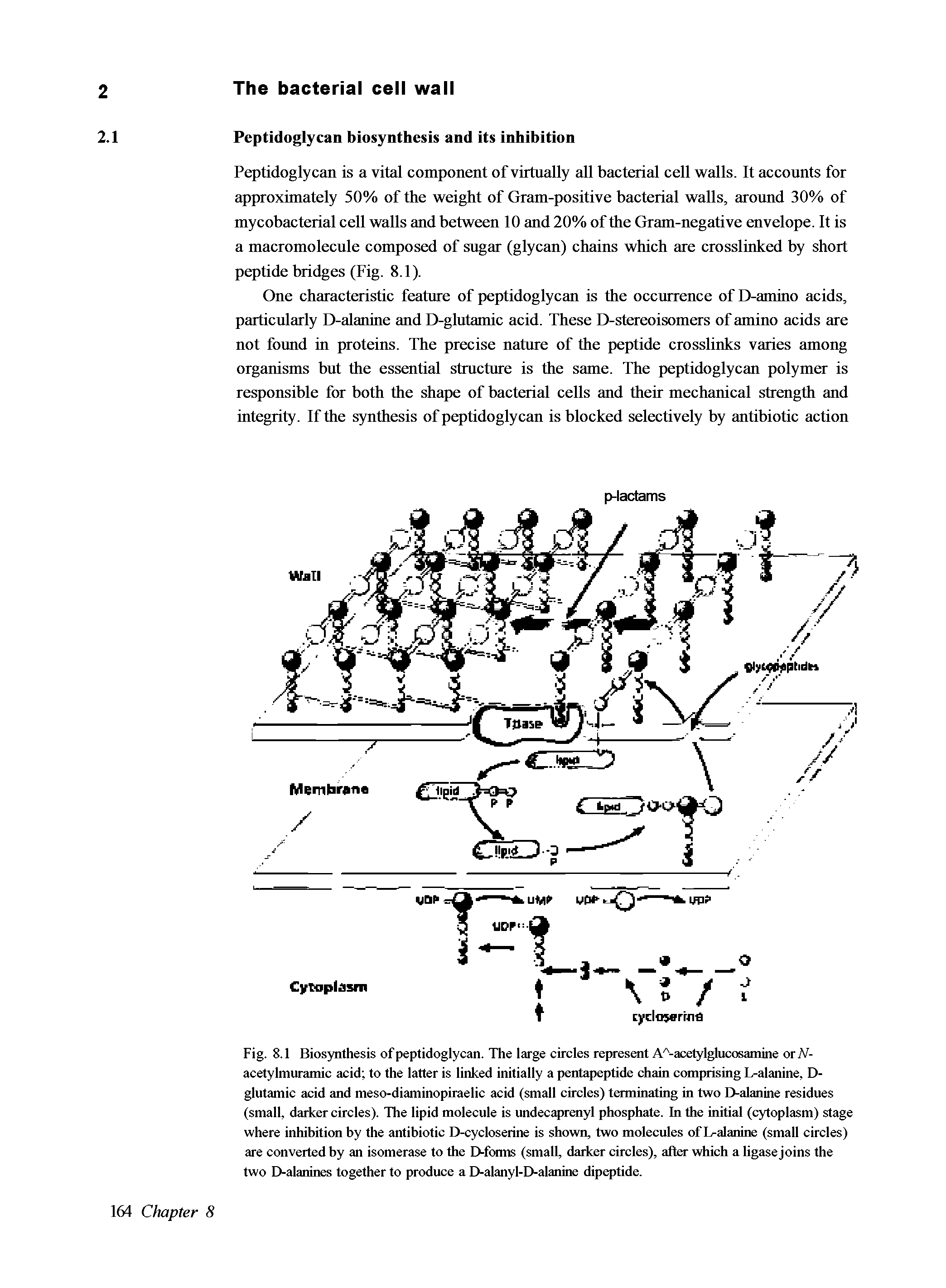 Fig. 8.1 Biosynthesis of peptidoglycan. The large circles represent A -acetylglucosamine orN-acetylmuramic acid to the latter is linked initially a pentapeptide chain comprising L-alanine, D-glutamic acid and meso-diaminopiraelic acid (small circles) terminating in two D-alanine residues (small, darker circles). The lipid molecule is undecaprenyl phosphate. In the initial (cytoplasm) stage where inhibition by the antibiotic D-cycloserine is shown, two molecules of Dalanine (small circles) are converted by an isomerase to the D-forms (small, darker circles), alter which a ligase joins the two D-alanines together to produce a D-alanyl-D-alanine dipeptide.